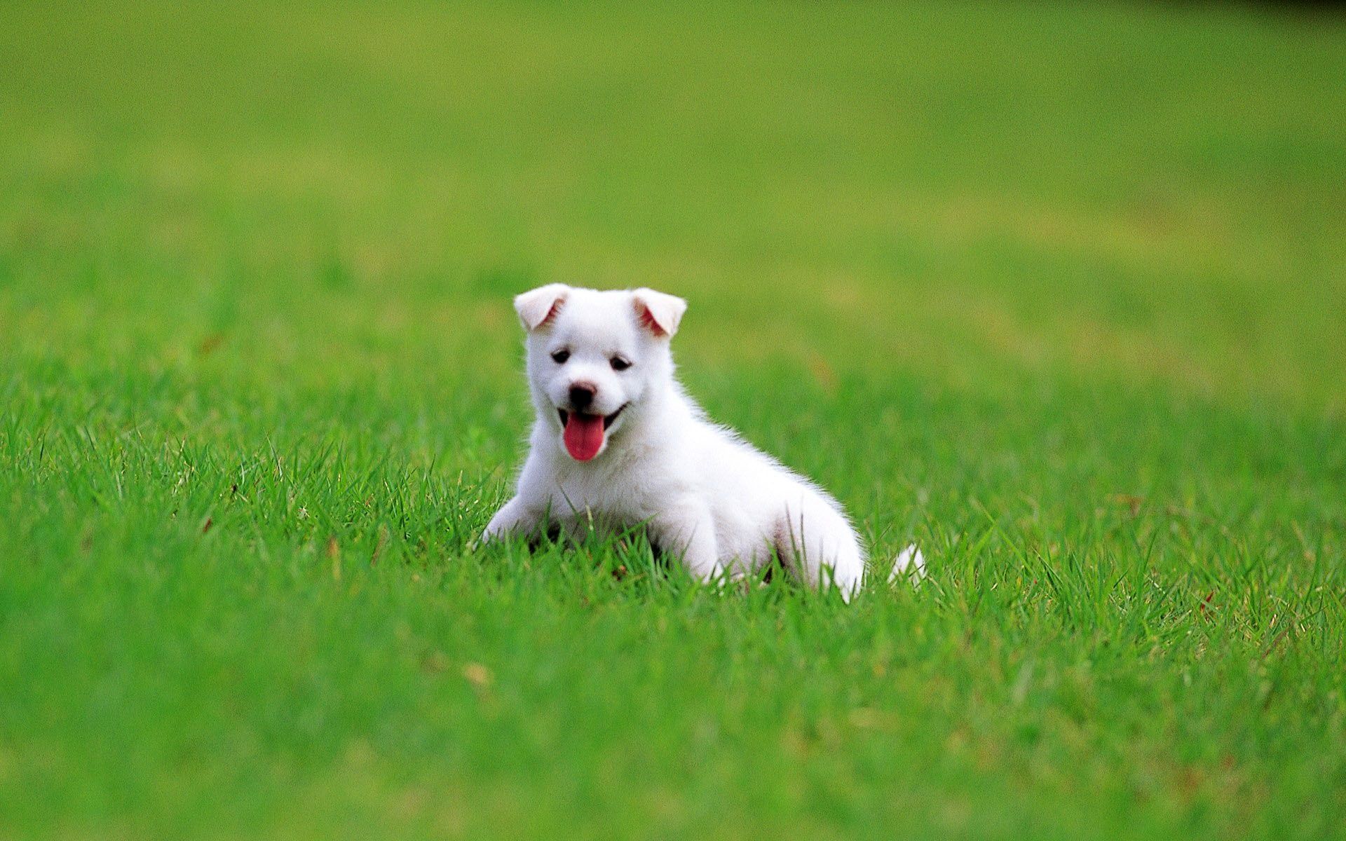 German Shepherd Puppy Wallpaper High Definition High Dog Image HD HD Wallpaper