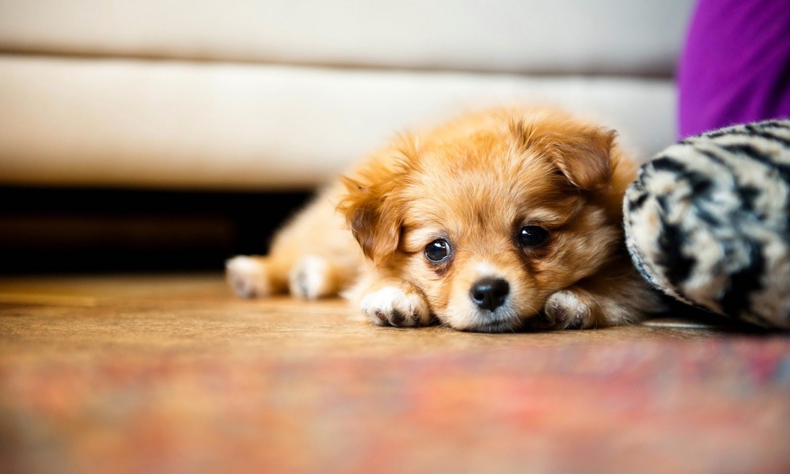 Cute Puppies Wallpaper Free Download Wallpaper Tiny Puppy