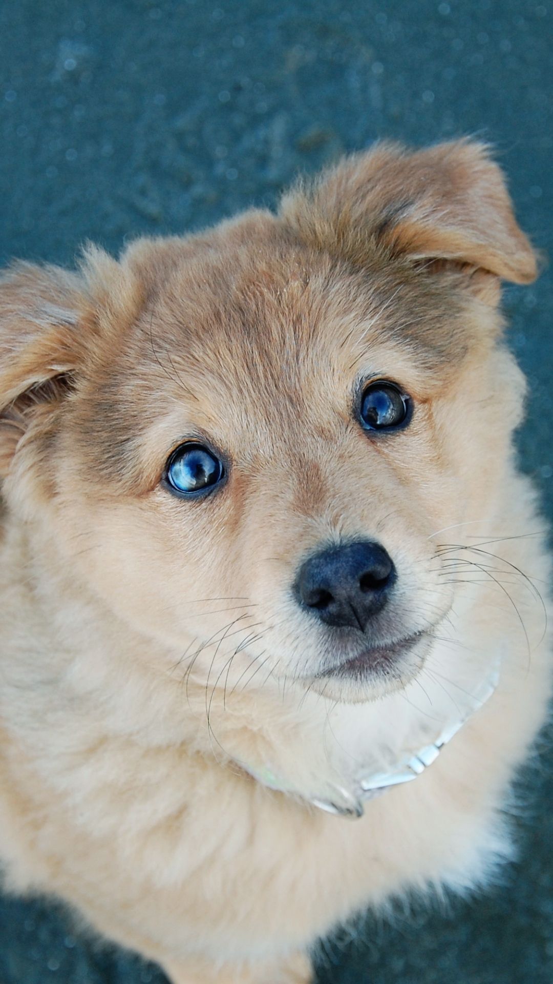 Cute Puppy Dog Poor Eyes #iPhone #wallpaper. Puppies, Cute puppies, Dogs and puppies