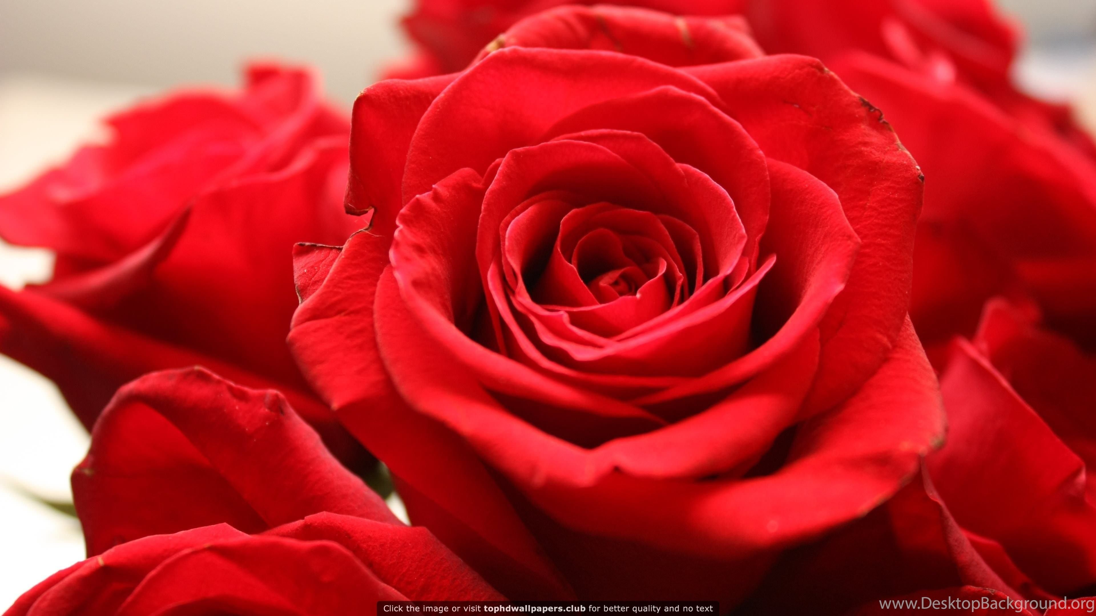 Red Rose 4K Or HD Wallpaper For Your PC, Mac Or Mobile Device Desktop Background