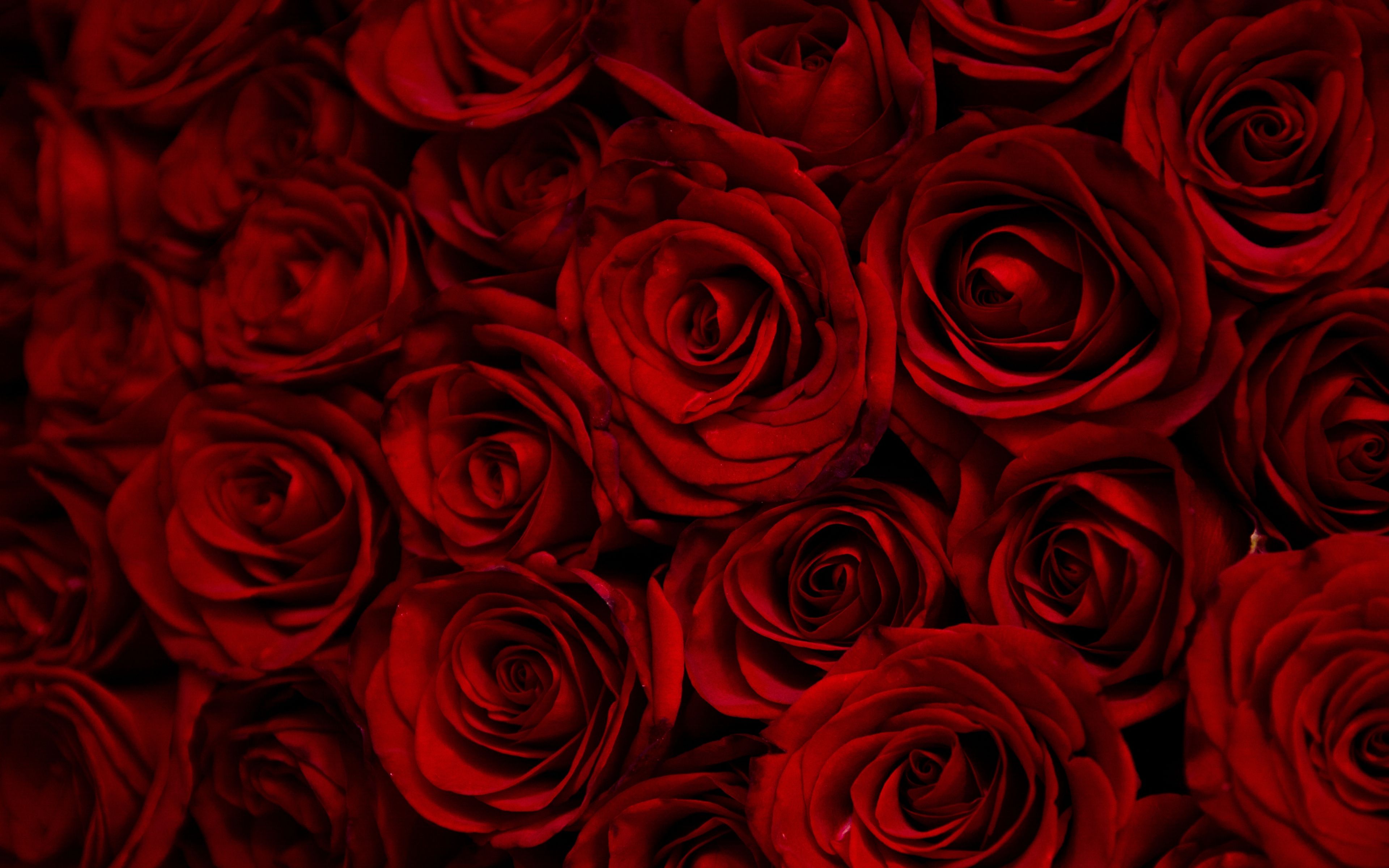 Download 3840x2400 wallpaper dark, red roses, decorative, 4k, ultra HD 16: widescreen, 3840x2400 HD image, background, 9700