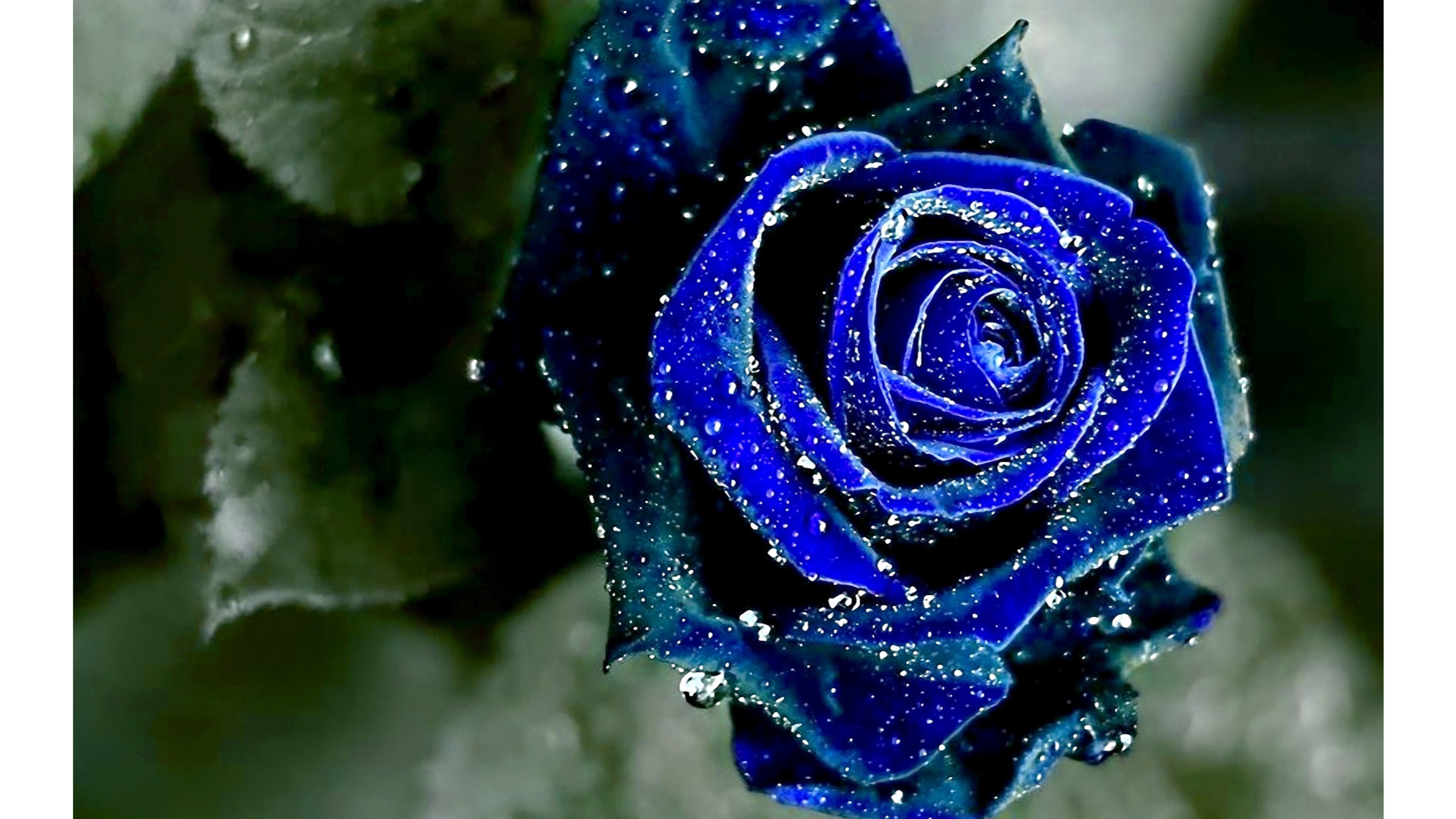 3840x Cool Blue Roses Wallpaper 4k Data Id 317999 Beautiful Rose Blue