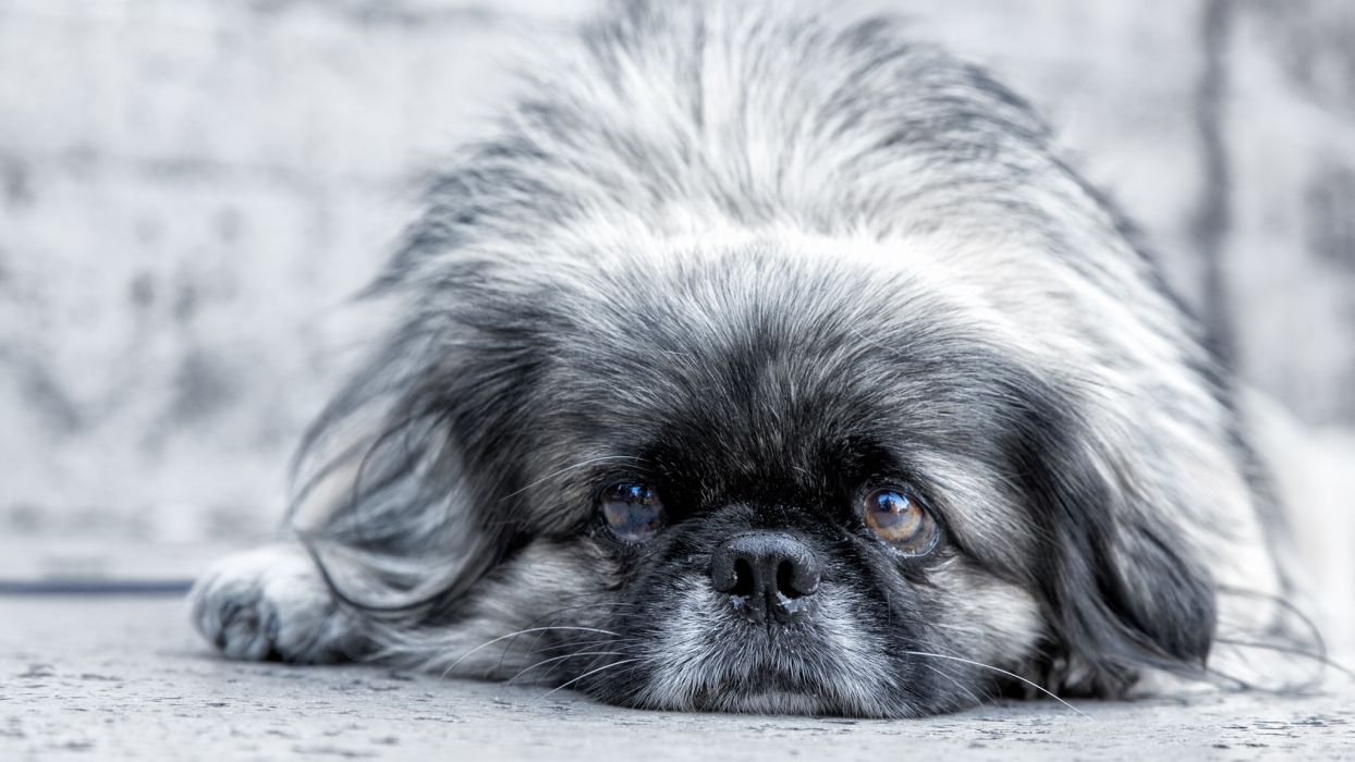 Dog Pekingese eyes muzzle wallpaperx1152