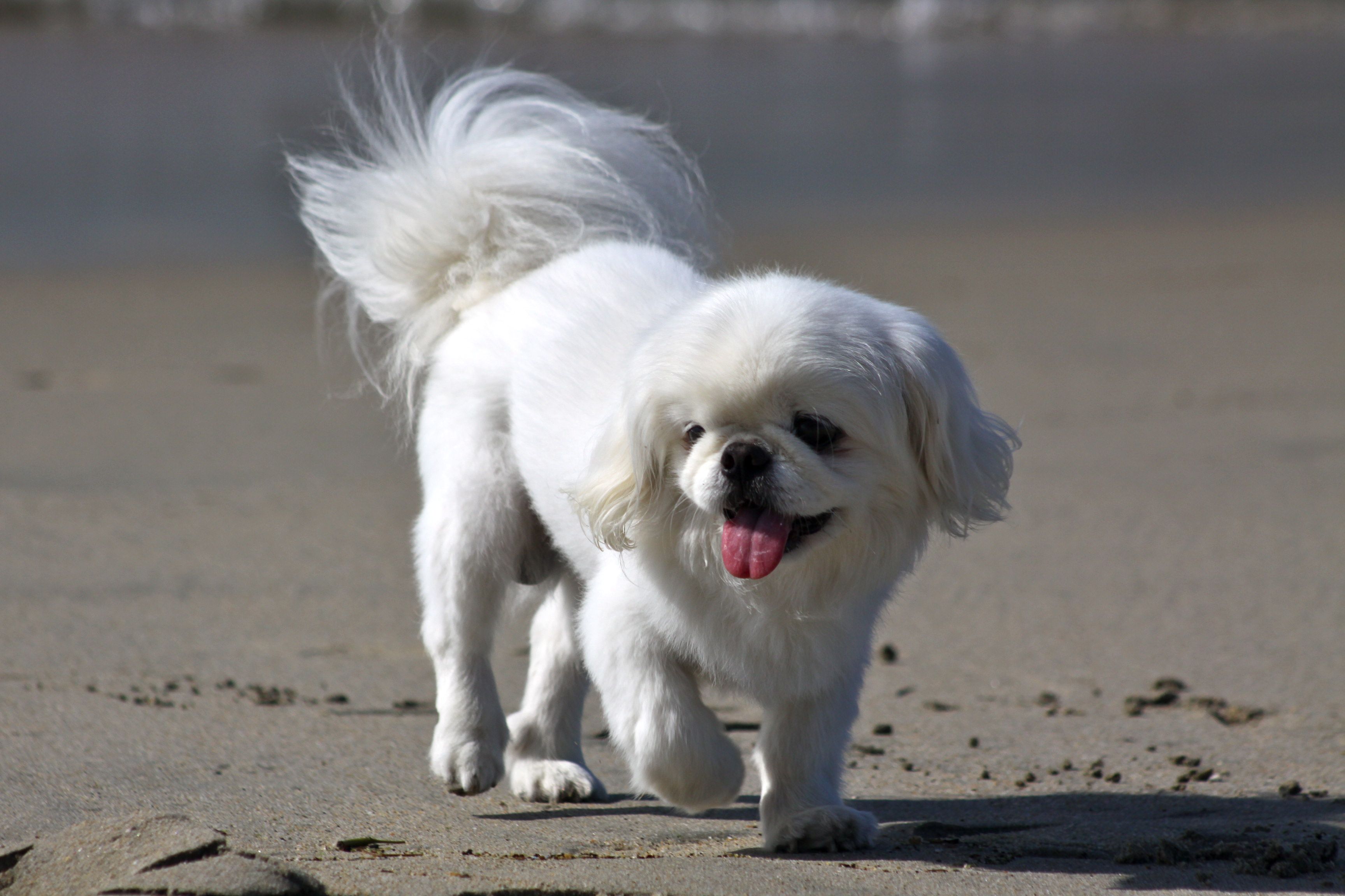Pekingese Wallpaper. Pekingese Wallpaper, White Pekingese Wallpaper and Pekingese Toy Desktop Wallpaper