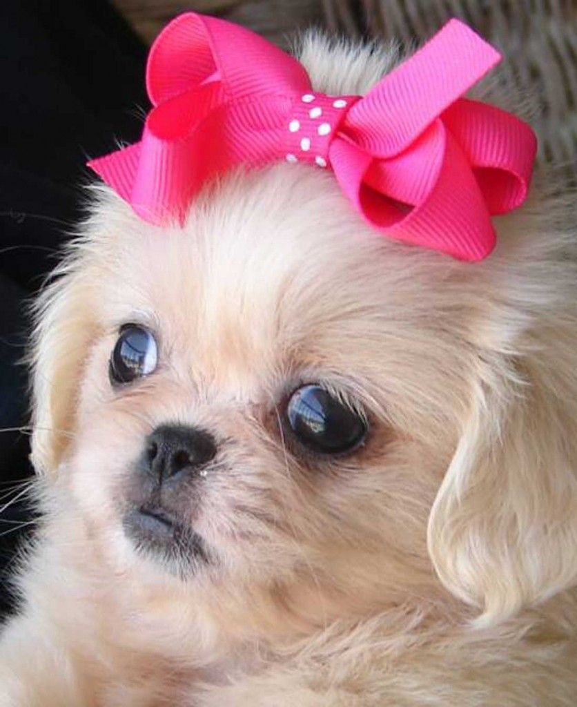 Free Download Pekingese Dogs HD Wallpaper And Picture. Милые собаки, Милые щенки, Породы собак