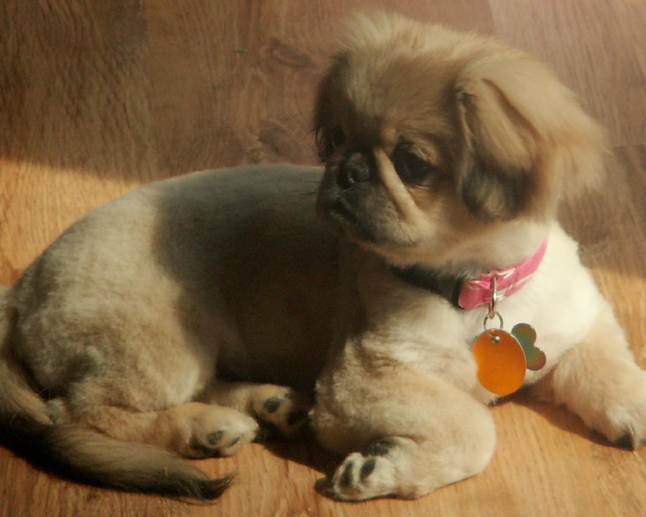 Pekingese Dogs Wallpaper for Android