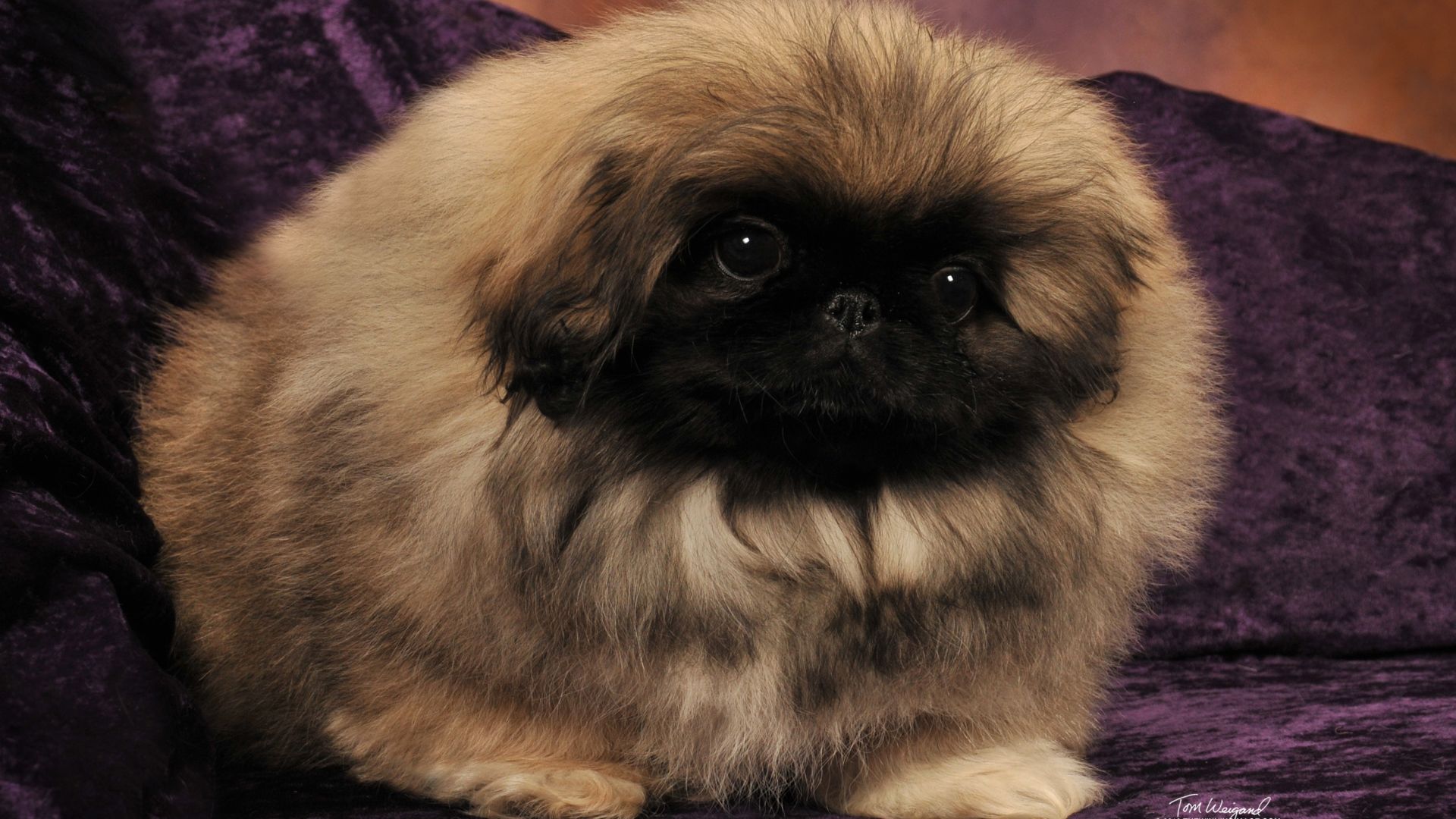 Pekingese on a purple couch Desktop wallpaper 1920x1080
