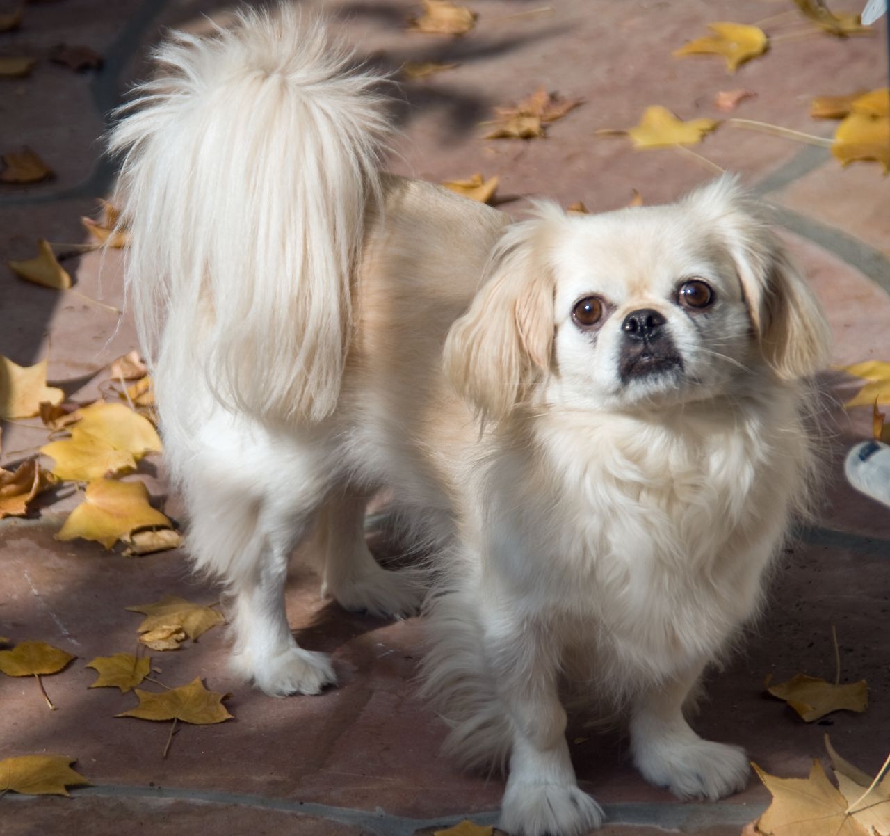 Pekingese dog for a walk photo and wallpaper. Beautiful Pekingese dog for a walk picture