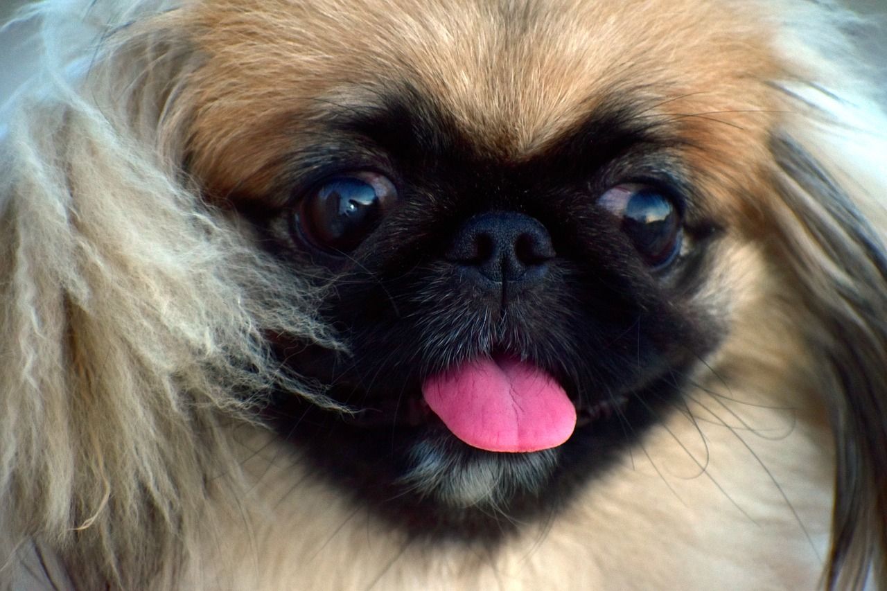 Best Dog Hair Grooming Clippers For A Pekingese. Dog breeds, Pekingese, Toy dog breeds