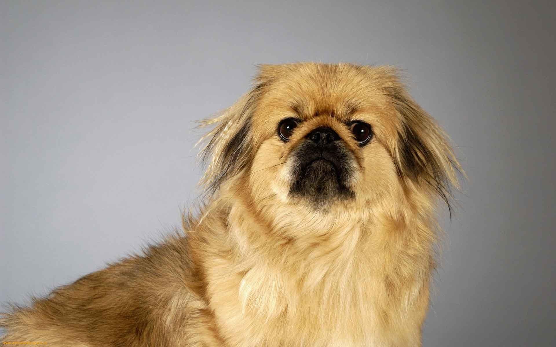 Pekingese Wallpapers - Wallpaper Cave