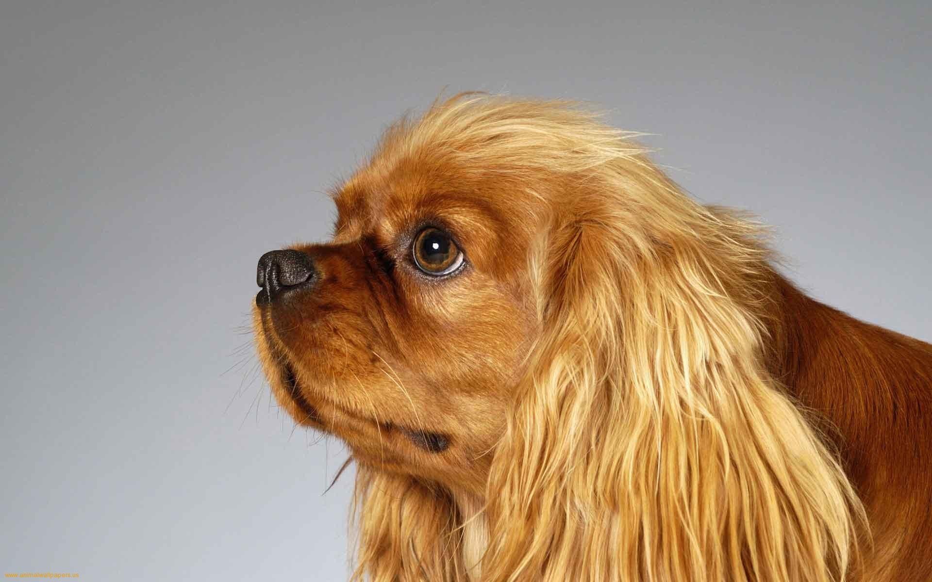 Pedigree, background, pekingese, wallpaper, wmwallpaper, image, desktop