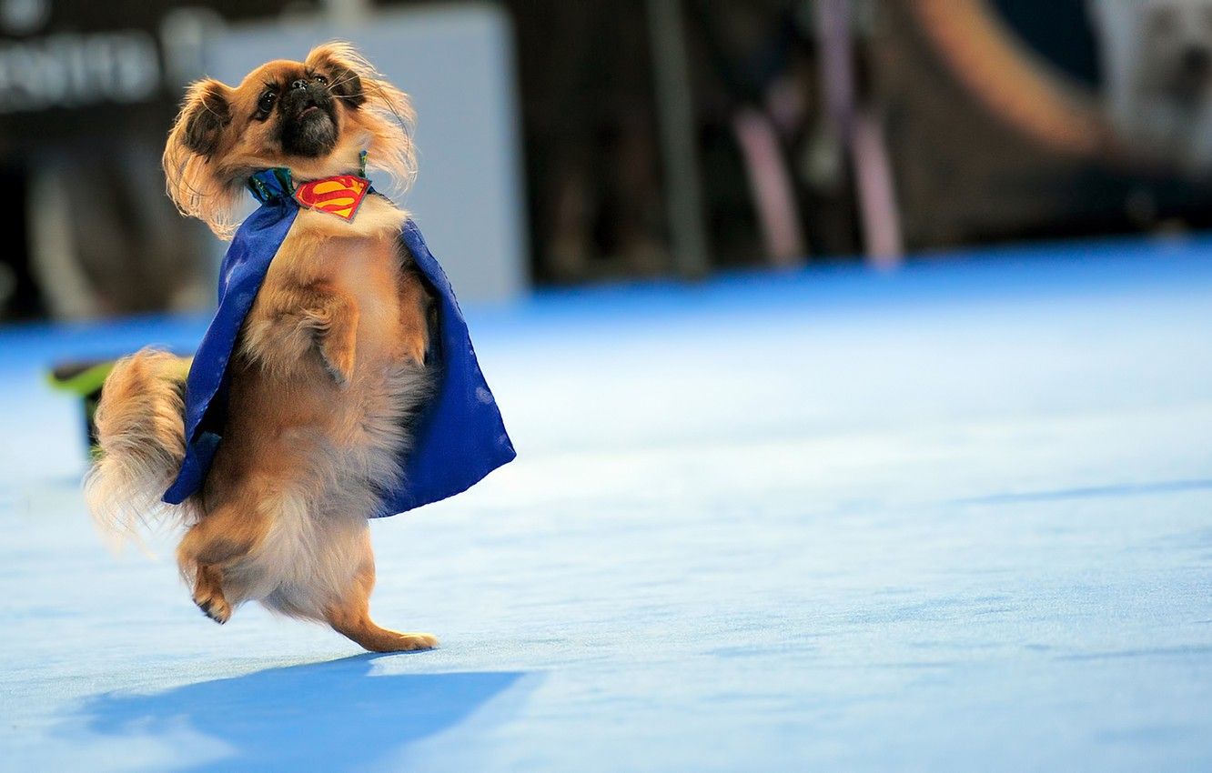Wallpaper costume, superman, Pekingese image for desktop, section собаки