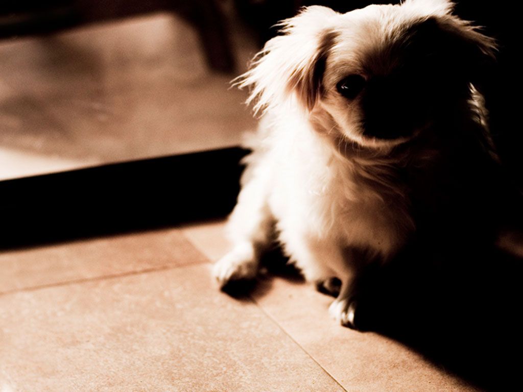 Pekingese Wallpaper. Pekingese, Pekingese dogs, Dogs