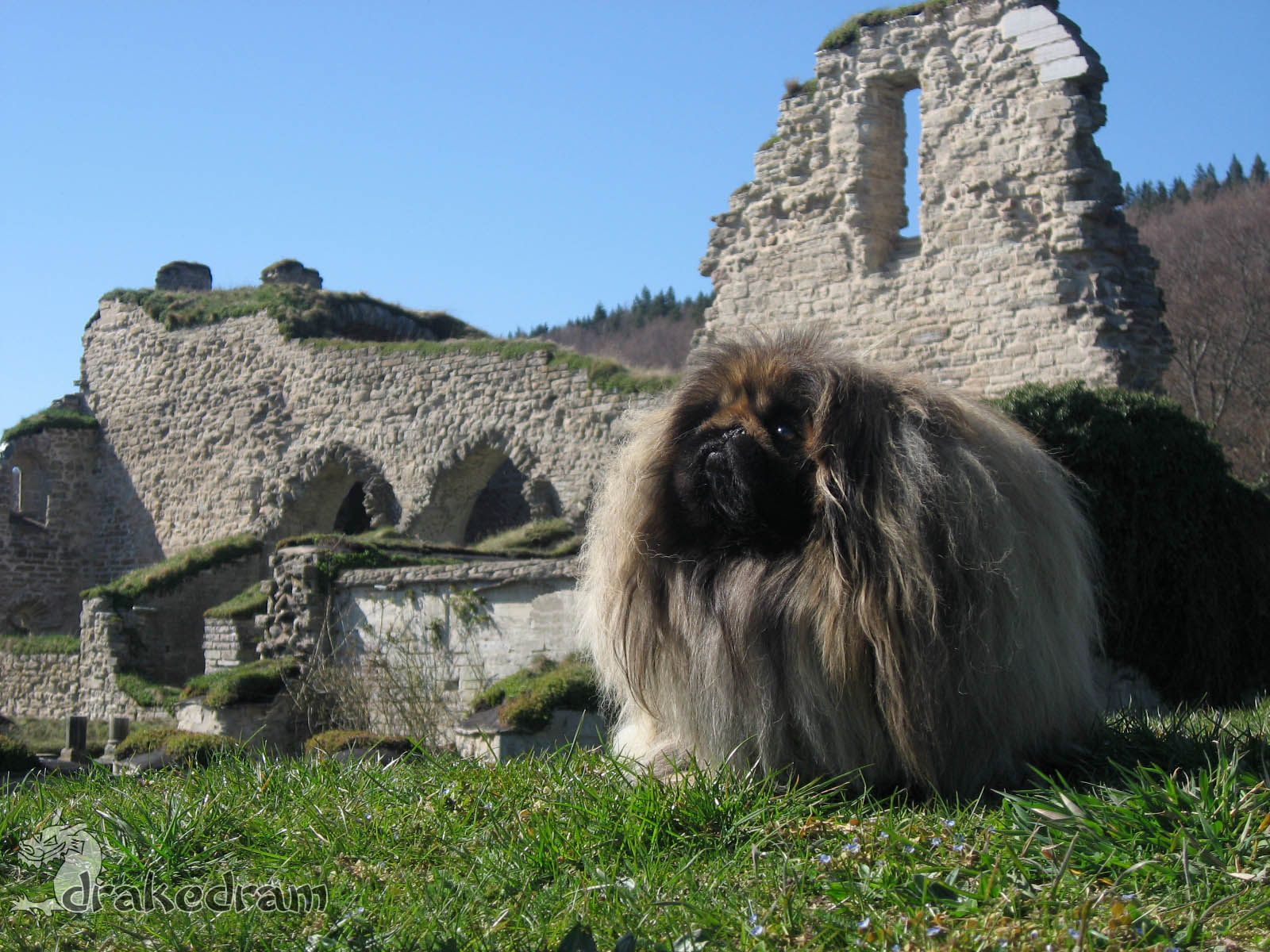 Pekingese Wallpaper Cute and Docile