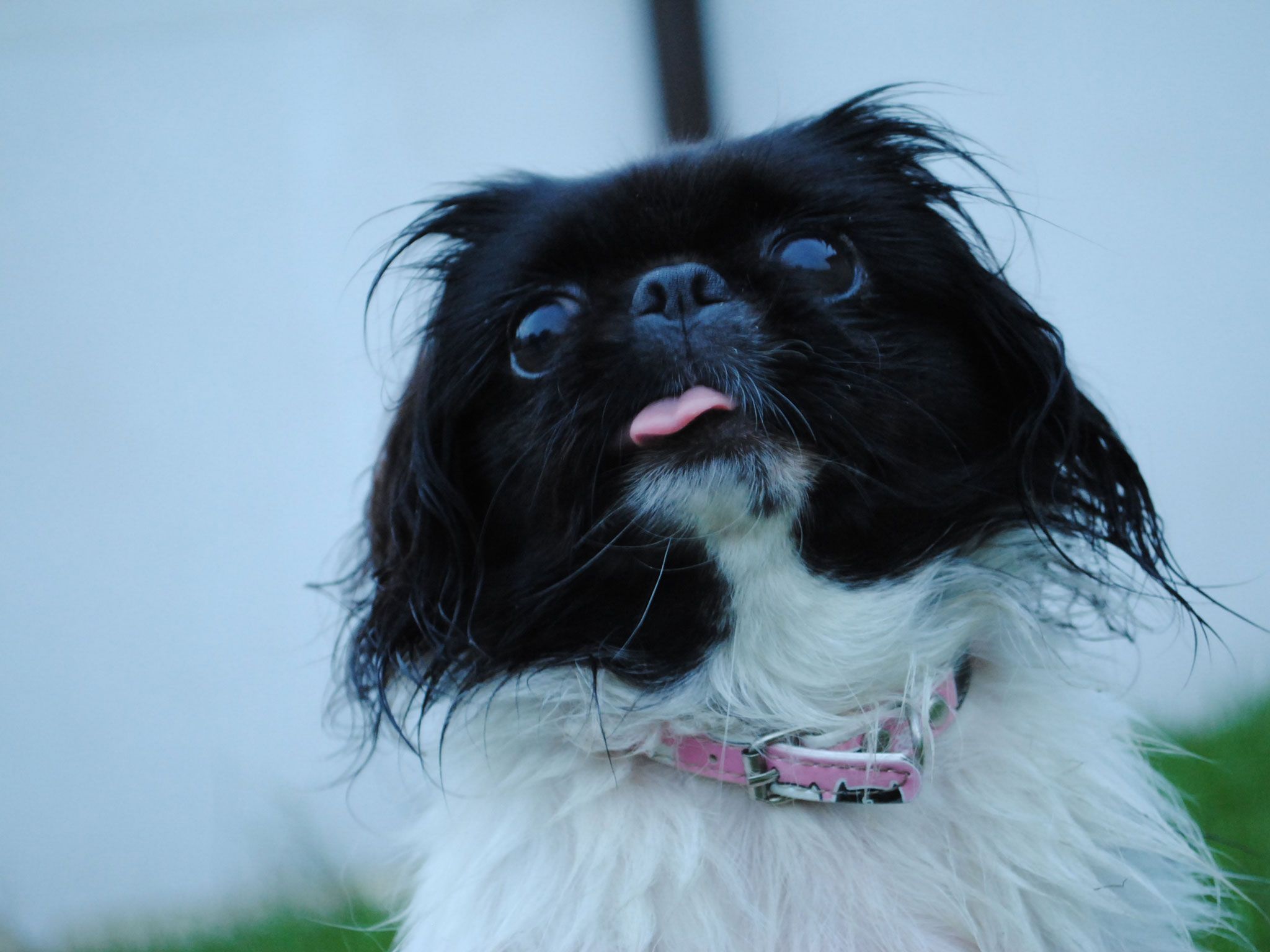 Pekingese Wallpaper. Pekingese Wallpaper, White Pekingese Wallpaper and Pekingese Toy Desktop Wallpaper