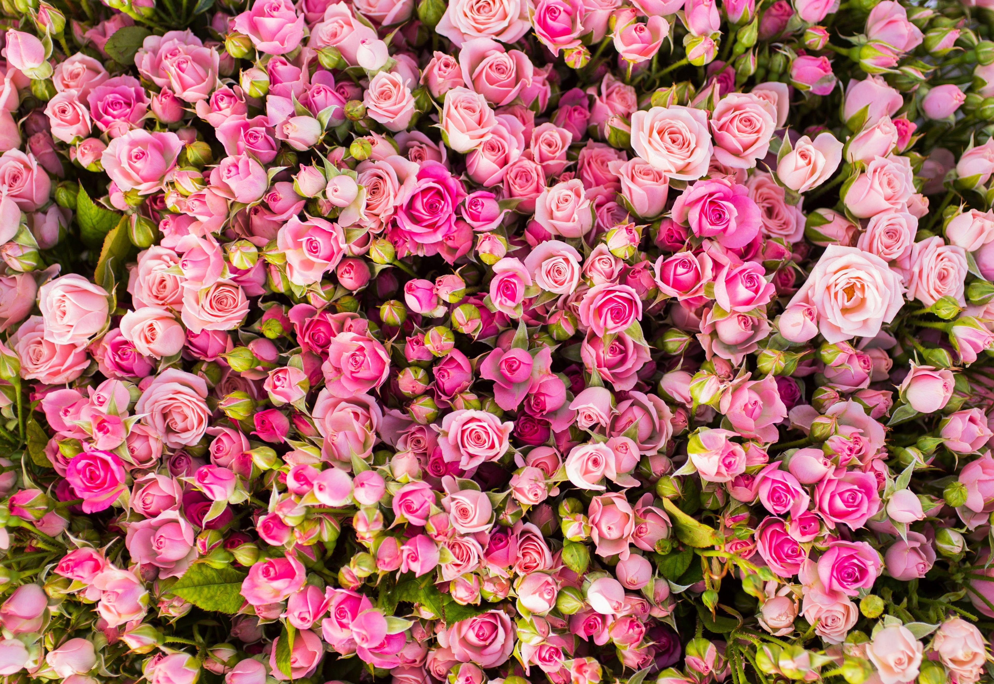pink roses 4k download HD pc wallpaper. Rose wallpaper, Abstract wallpaper background, Pink roses