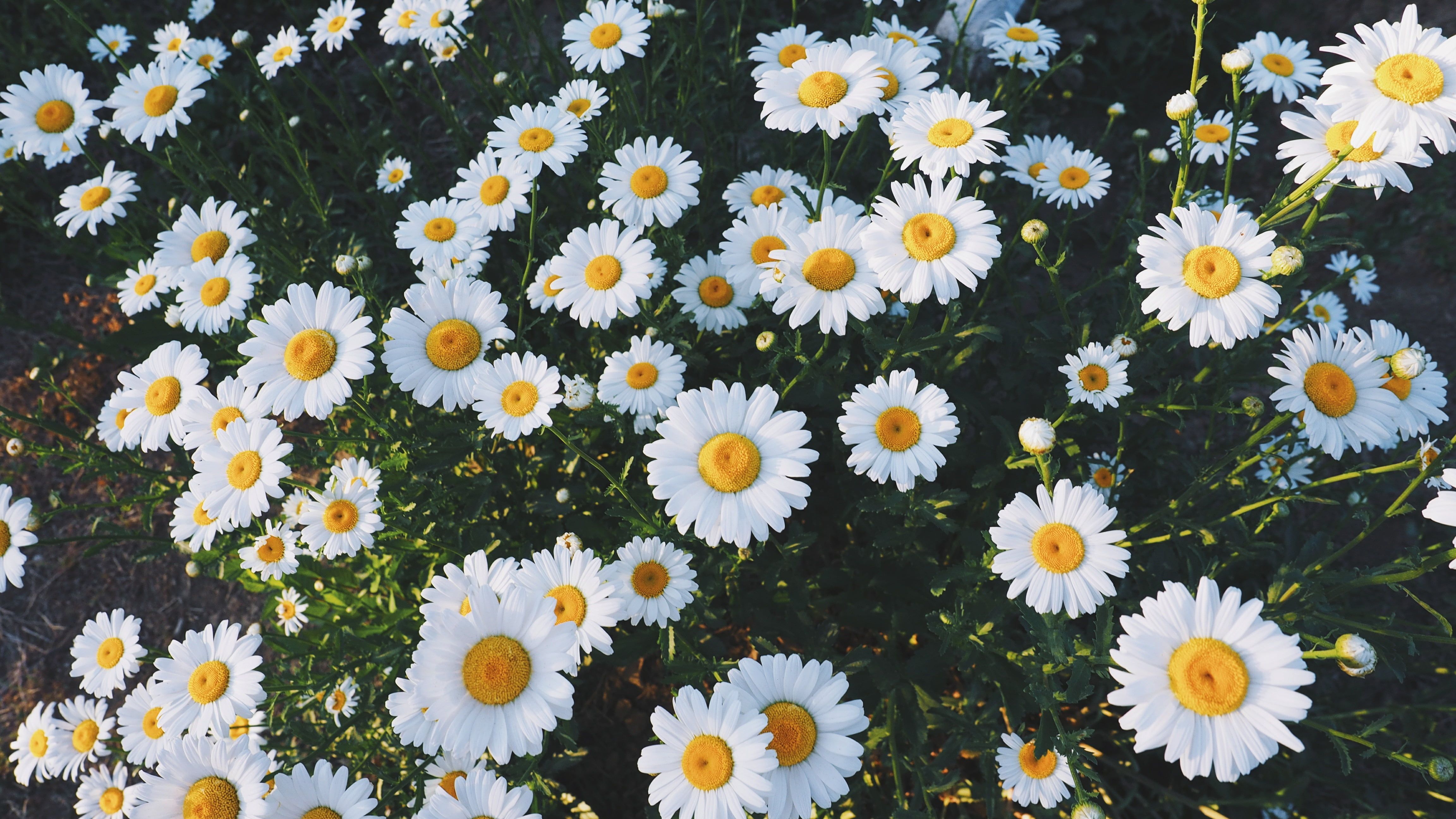 daisy flowers #daisies #glade #flowers #grass K #wallpaper #hdwallpaper #desktop. Daisy flower, Daisy flower photo, Flower close up