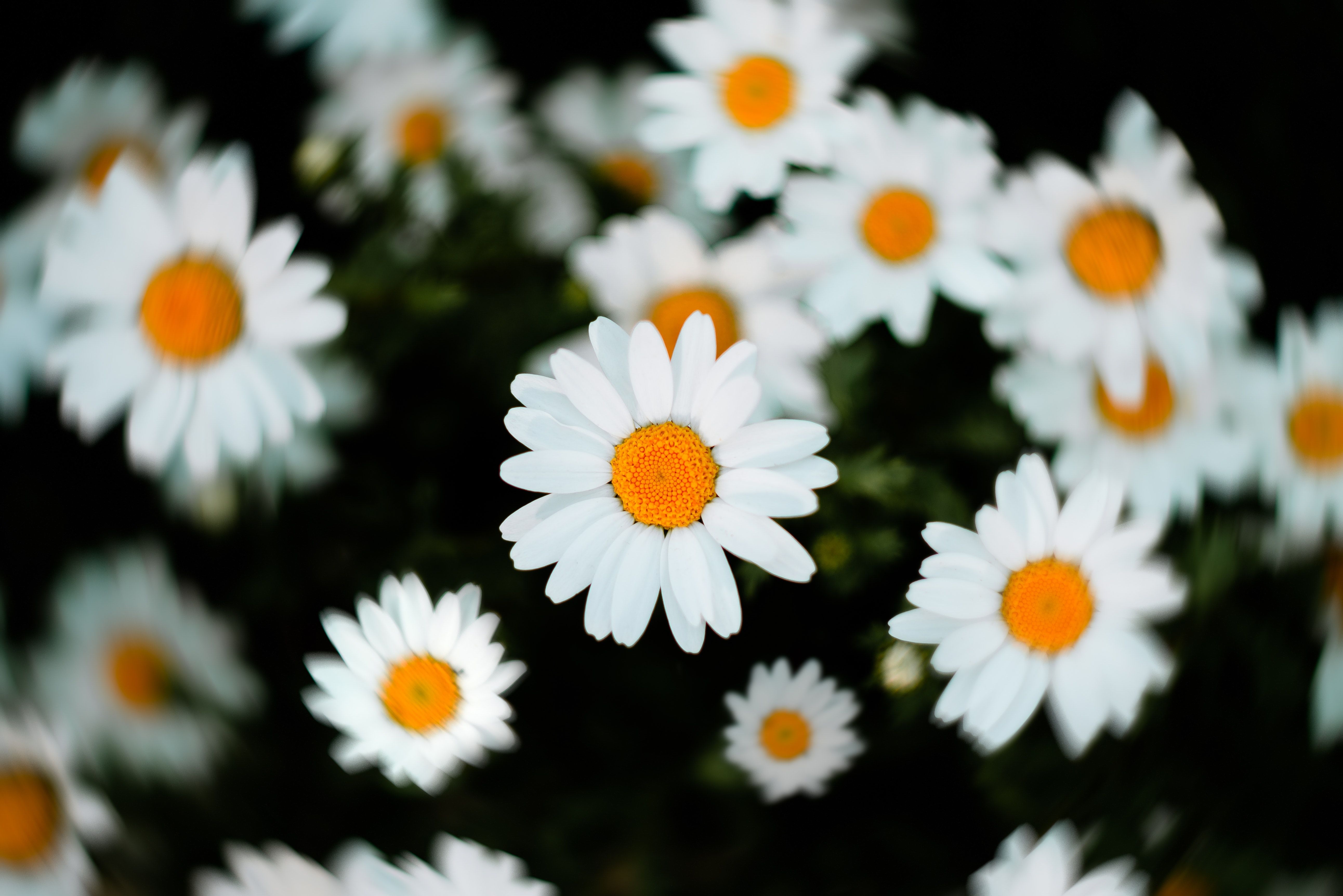 Daisy 4K wallpaper for your desktop or mobile screen free and easy to download