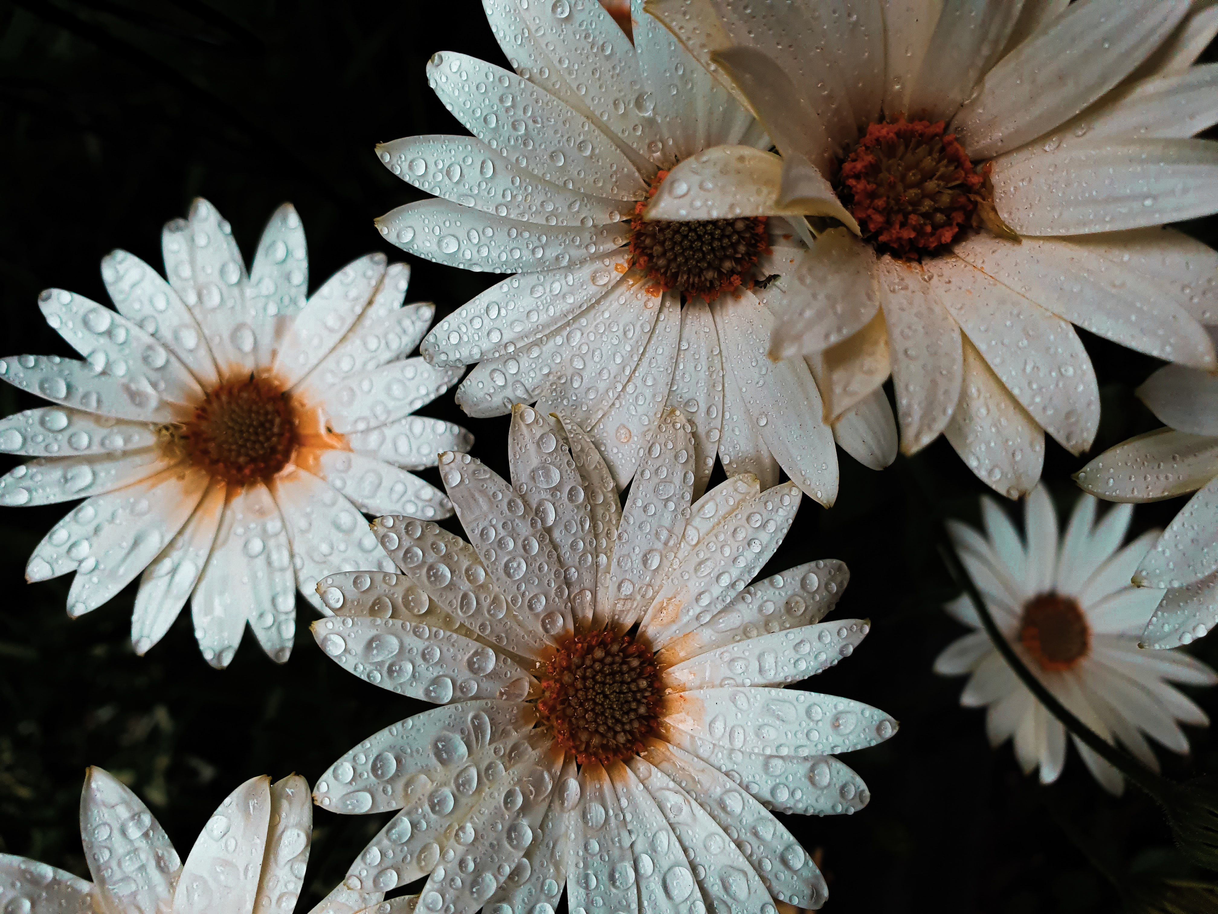 Daisy flowers 4K Wallpaper, White flowers, Dew drops, Water drops, Flowers