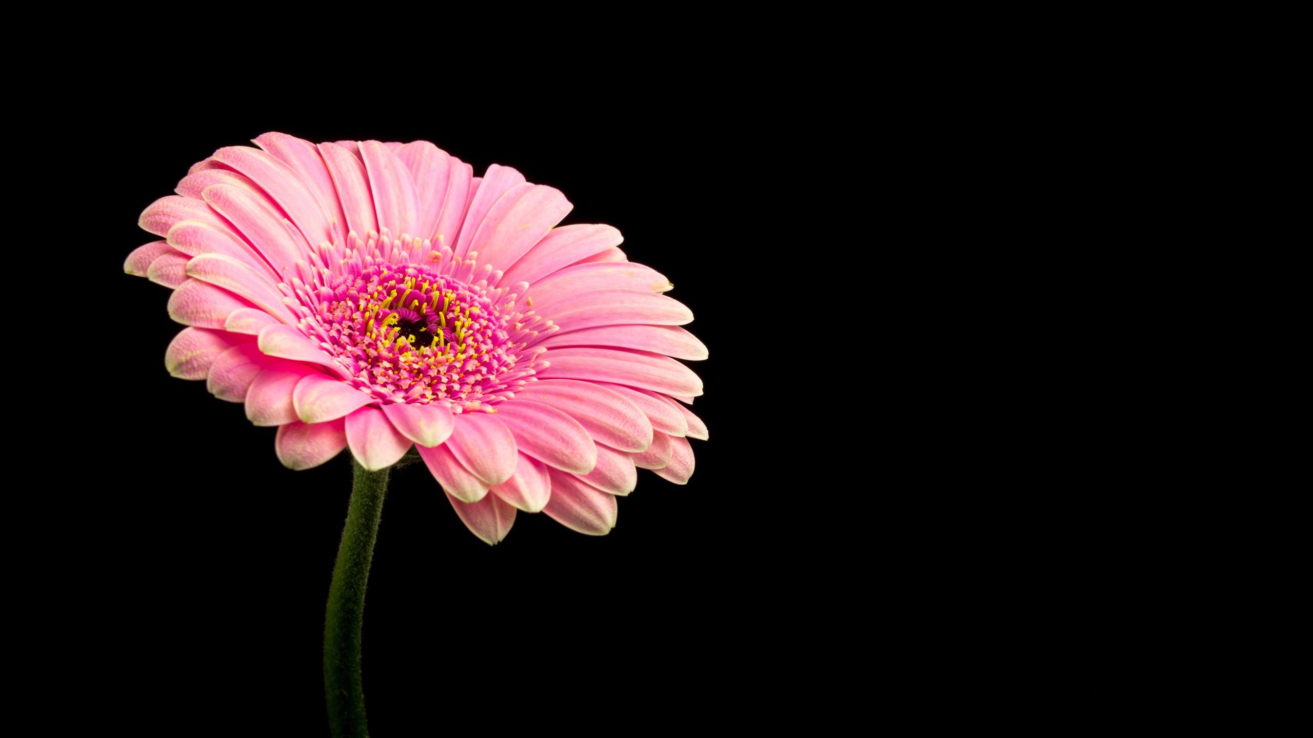 Wallpaper 4k Pink Daisy Flower 4K Daisy, flower, Fritillaria, Pink