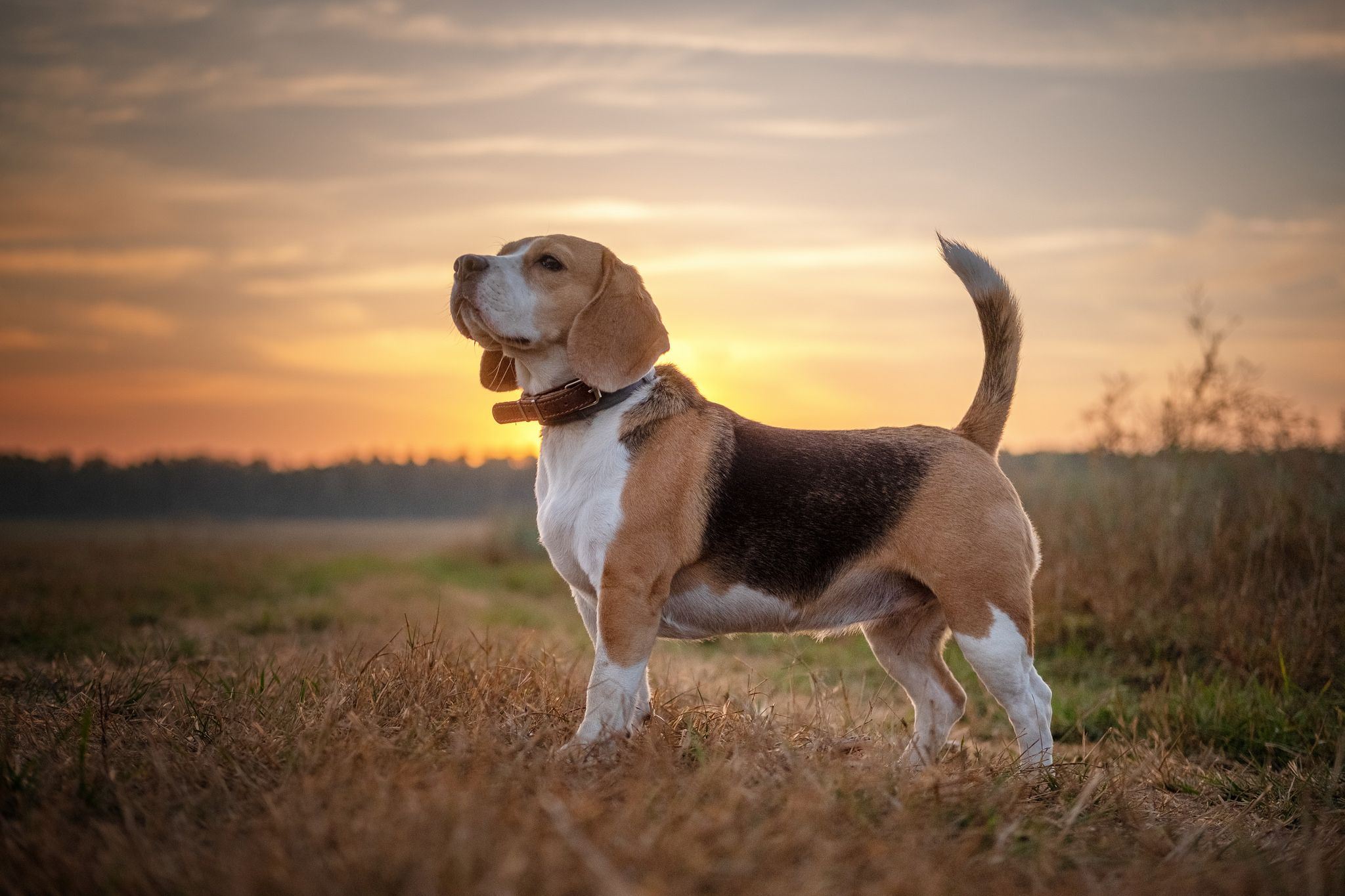 Summer Beagles Wallpapers - Wallpaper Cave