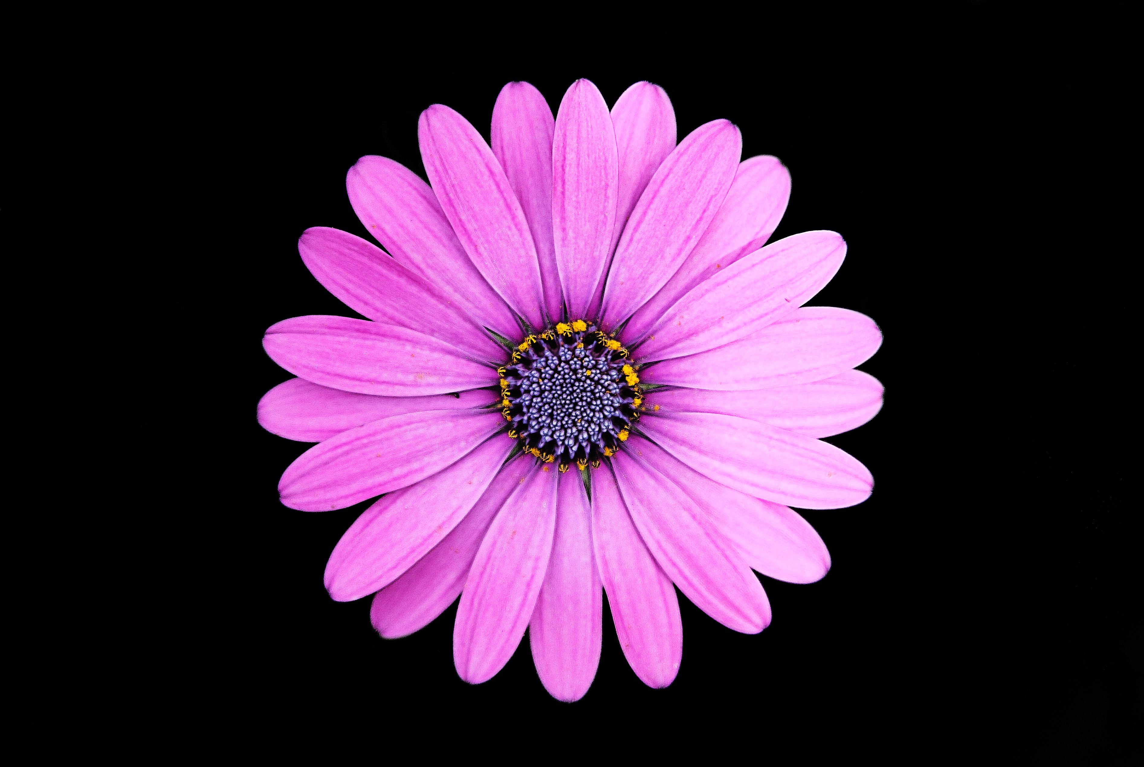 #Margarita, #Purple, #Dark background, K, #Daisy flower. Mocah HD Wallpaper
