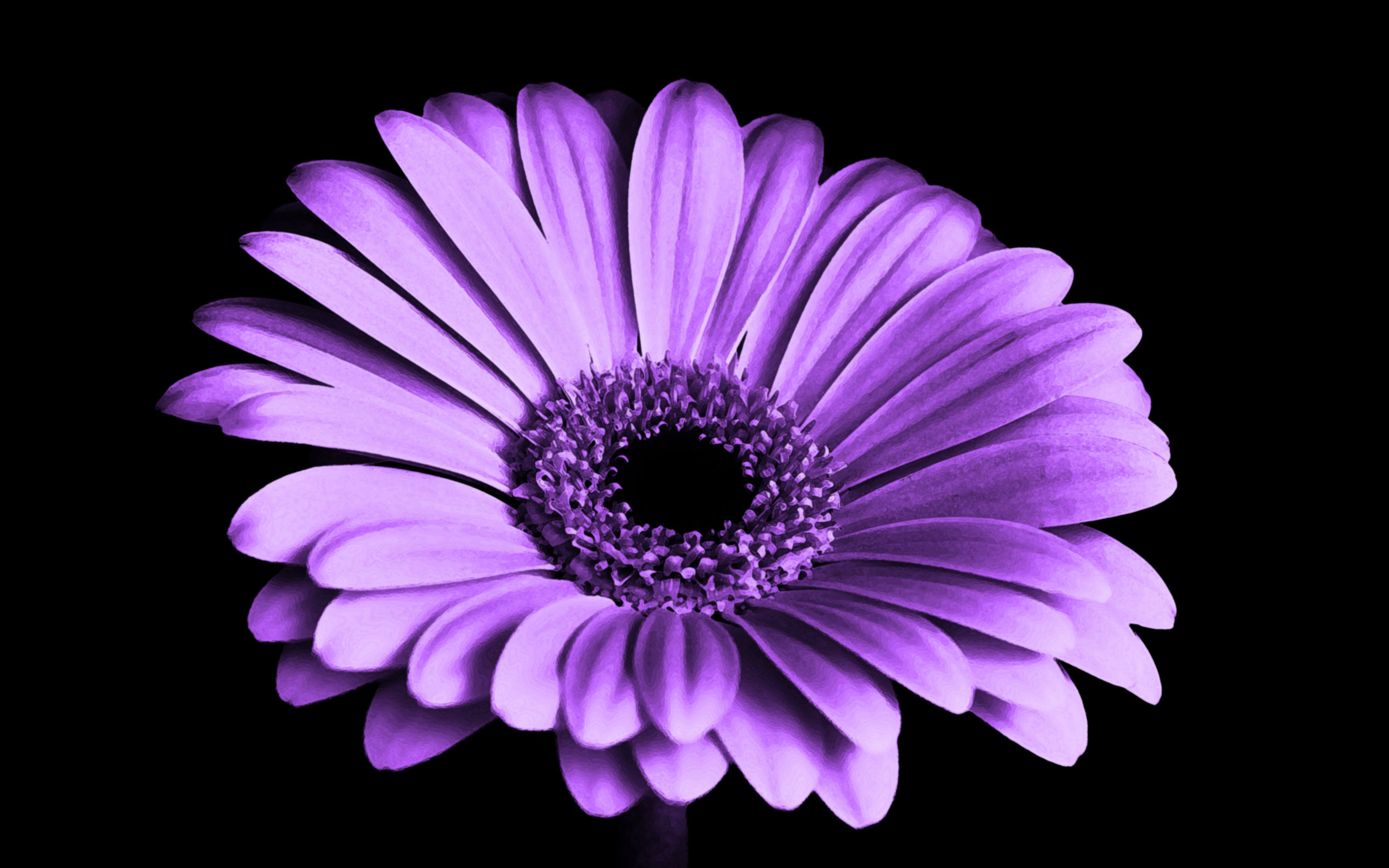 Desktop Wallpaper Violet Daisy, Flower, 4k, HD Image, Picture, Background, 03cede