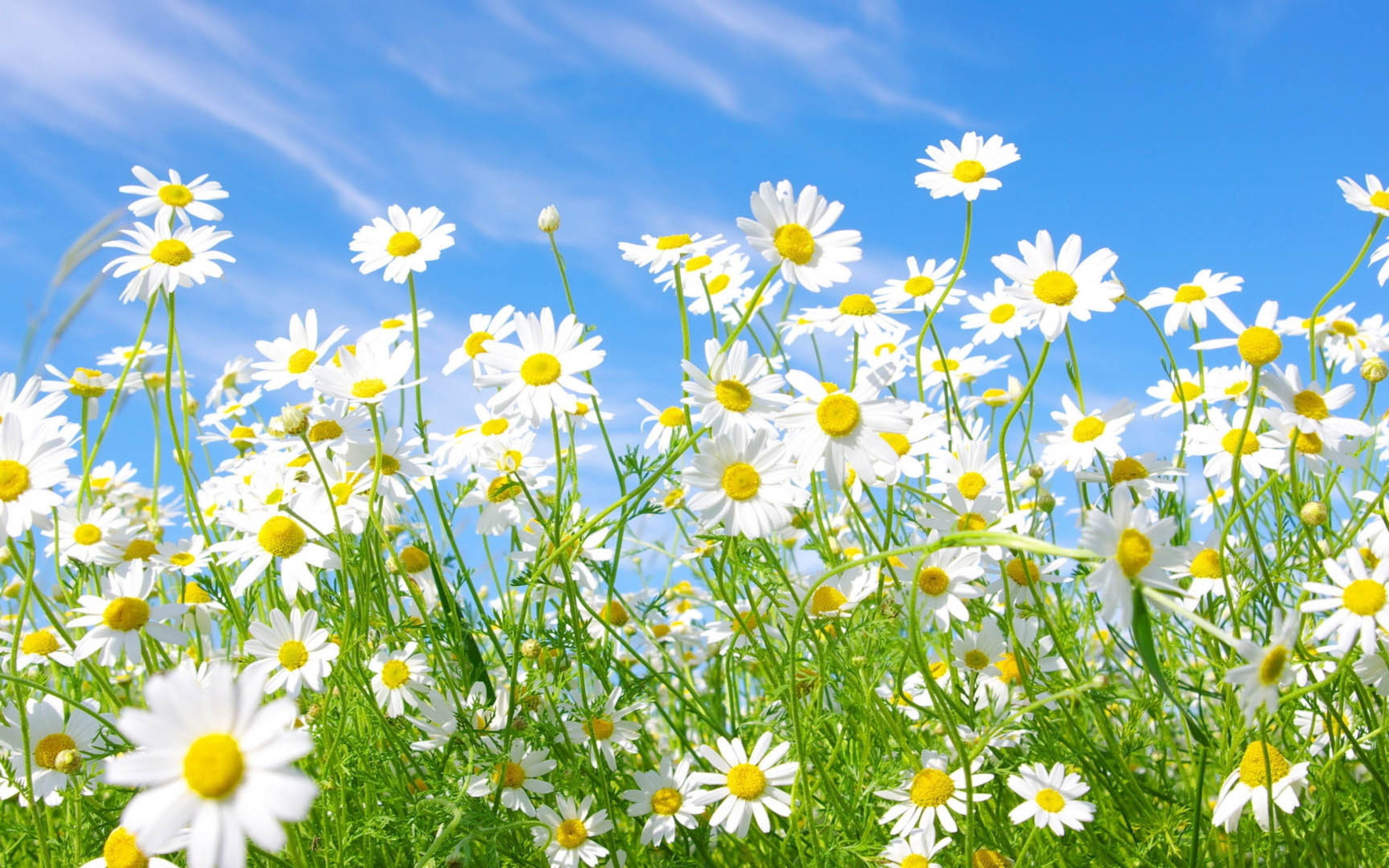 Free download Flowers Daisies Field Grass Wallpaper Background Ultra HD 4K [3840x2400] for your Desktop, Mobile & Tablet. Explore 4K Wallpaper Grass. Japan 4K Wallpaper, 4K Nature Wallpaper, 3840X2160 Wallpaper