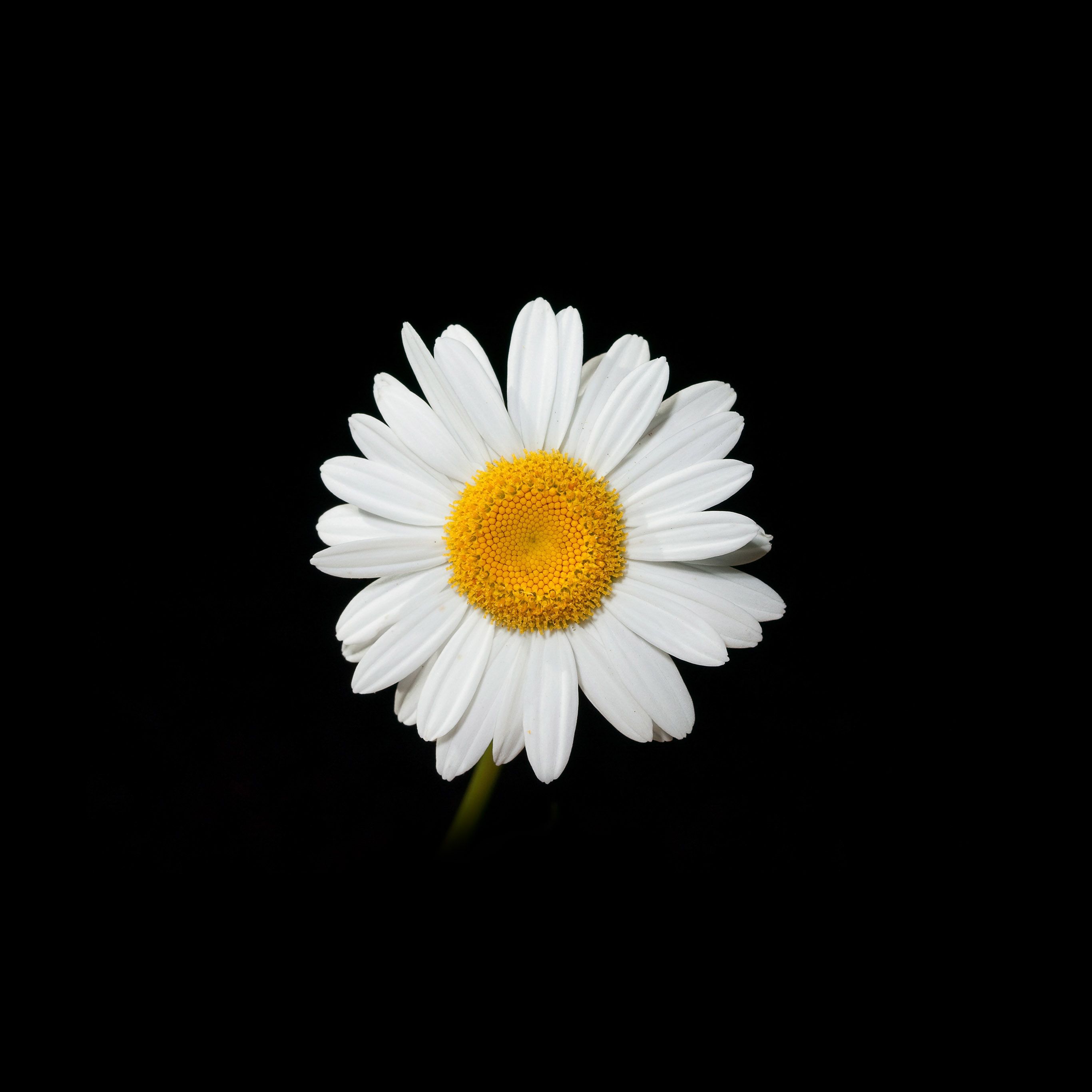 Daisy Flower Dark Nature Wallpaper