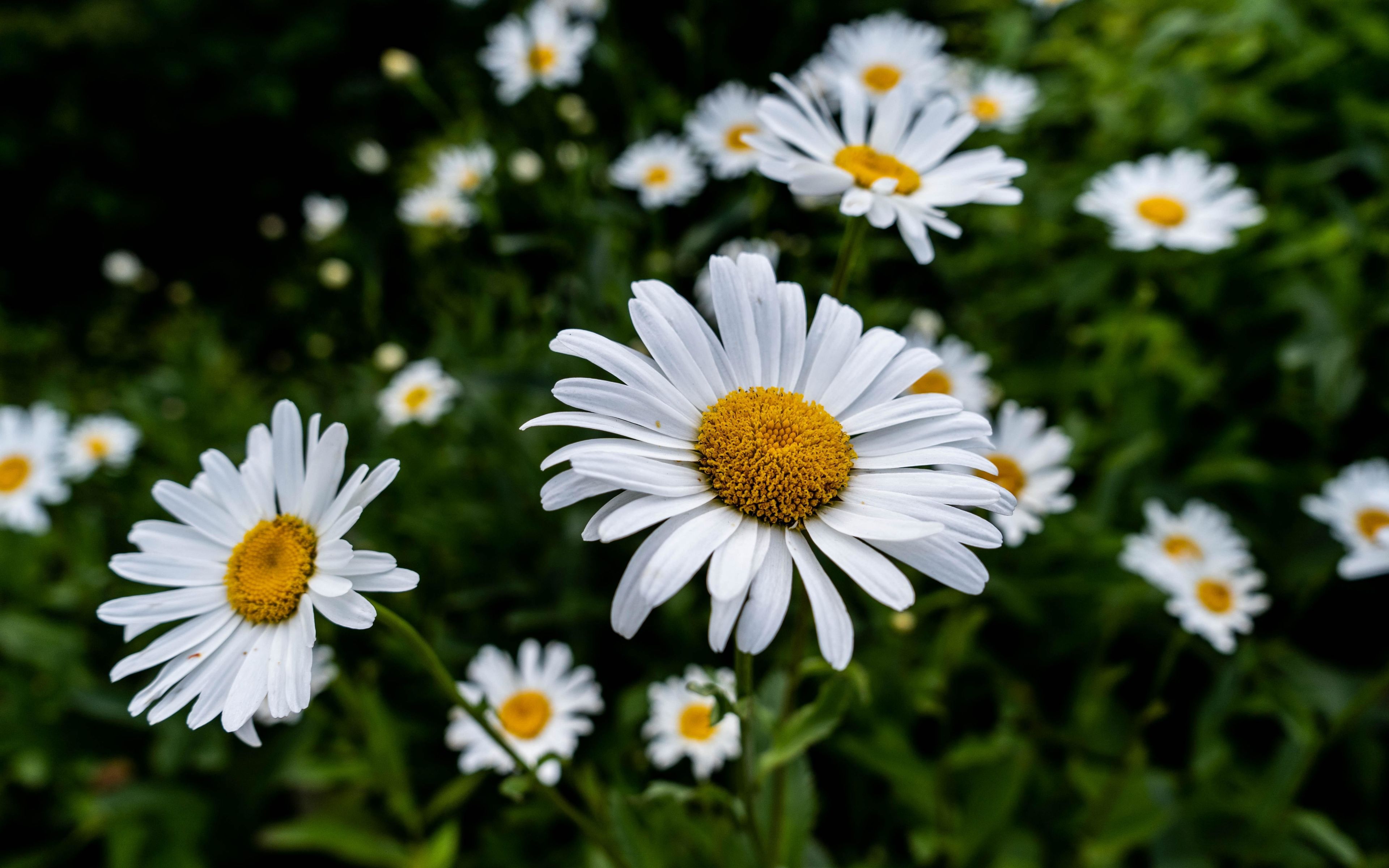 Download 3840x2400 wallpaper bloom, white daisy, flowers, flora, 4k, ultra HD 16: widescreen, 3840x2400 HD image, background, 9817