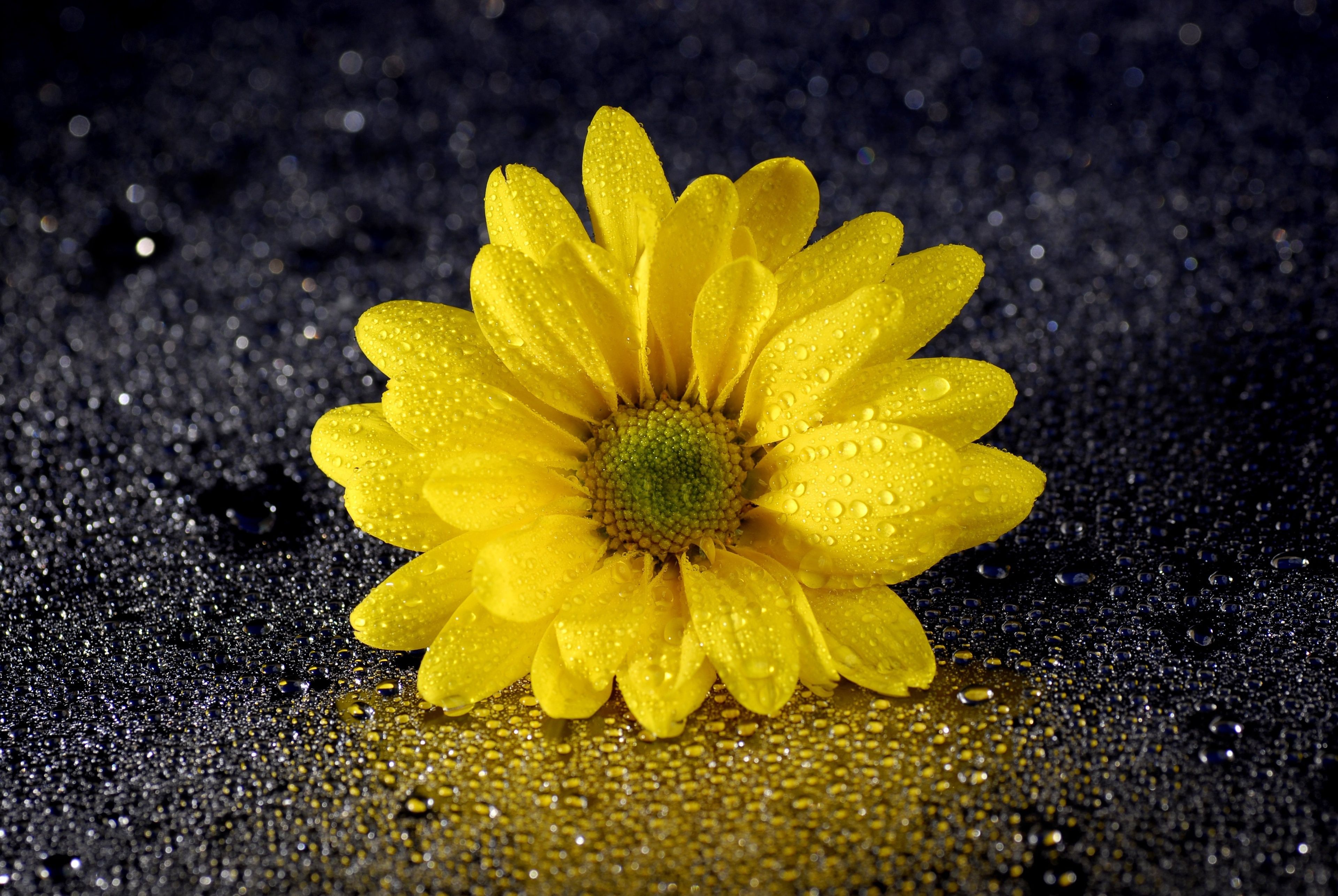 Yellow Daisy Flower 4k Ultra HD Wallpaper