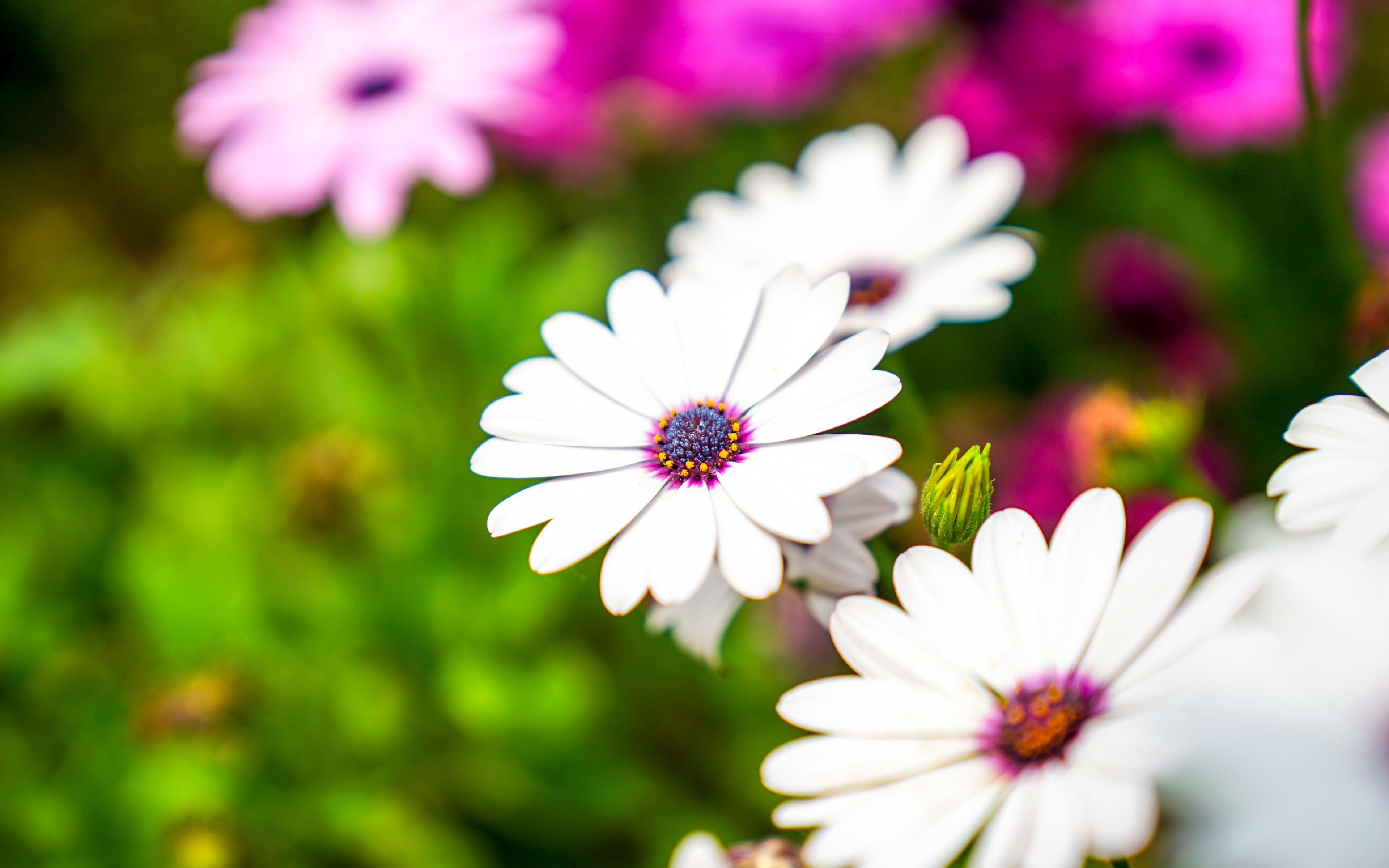 Download White flowers, daisy wallpaper, 3840x 4K Ultra HD 16: Widescreen