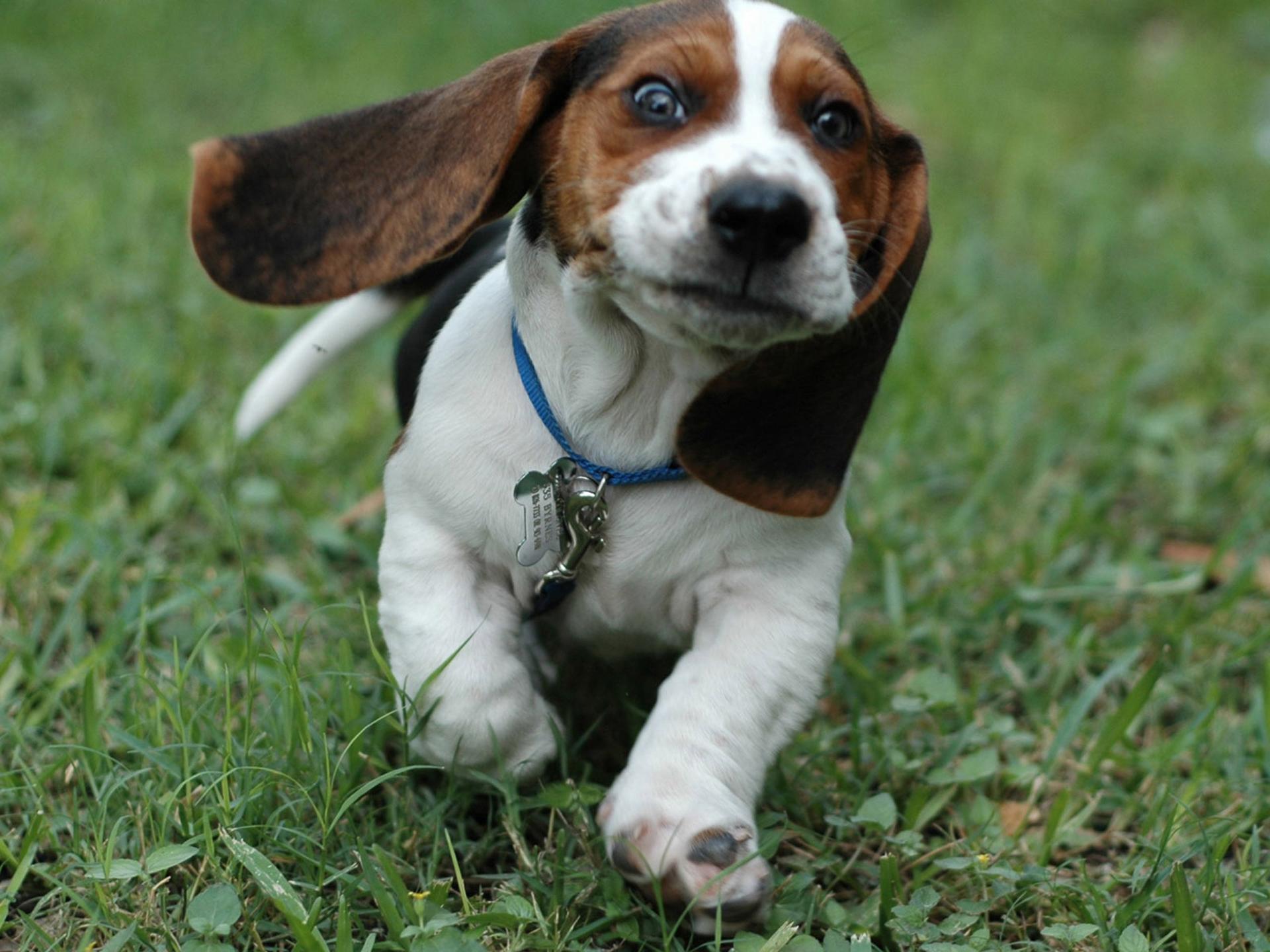 The Characteristics of a Beagle Puppy and Dog