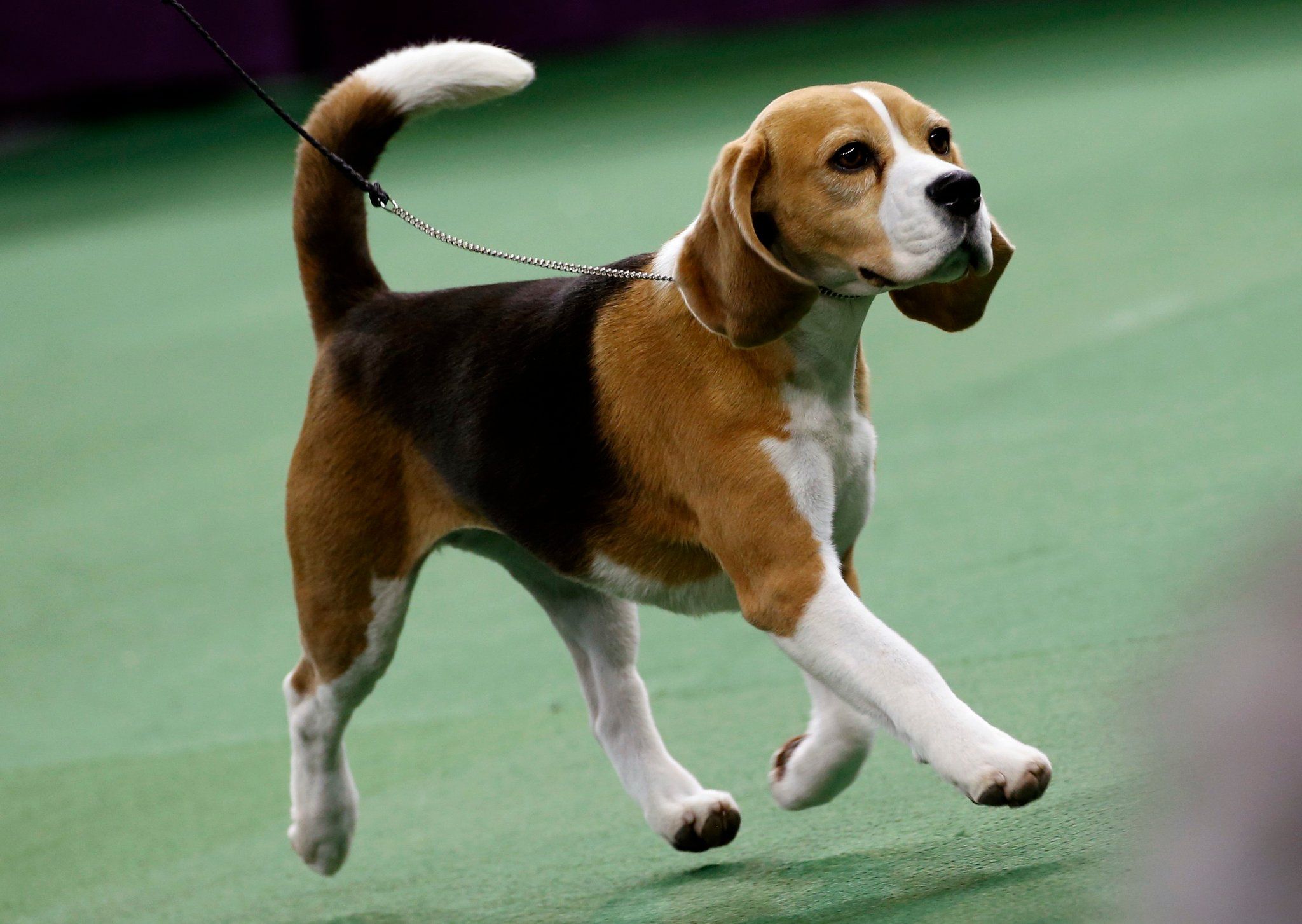 Beagle Named Miss P Wins