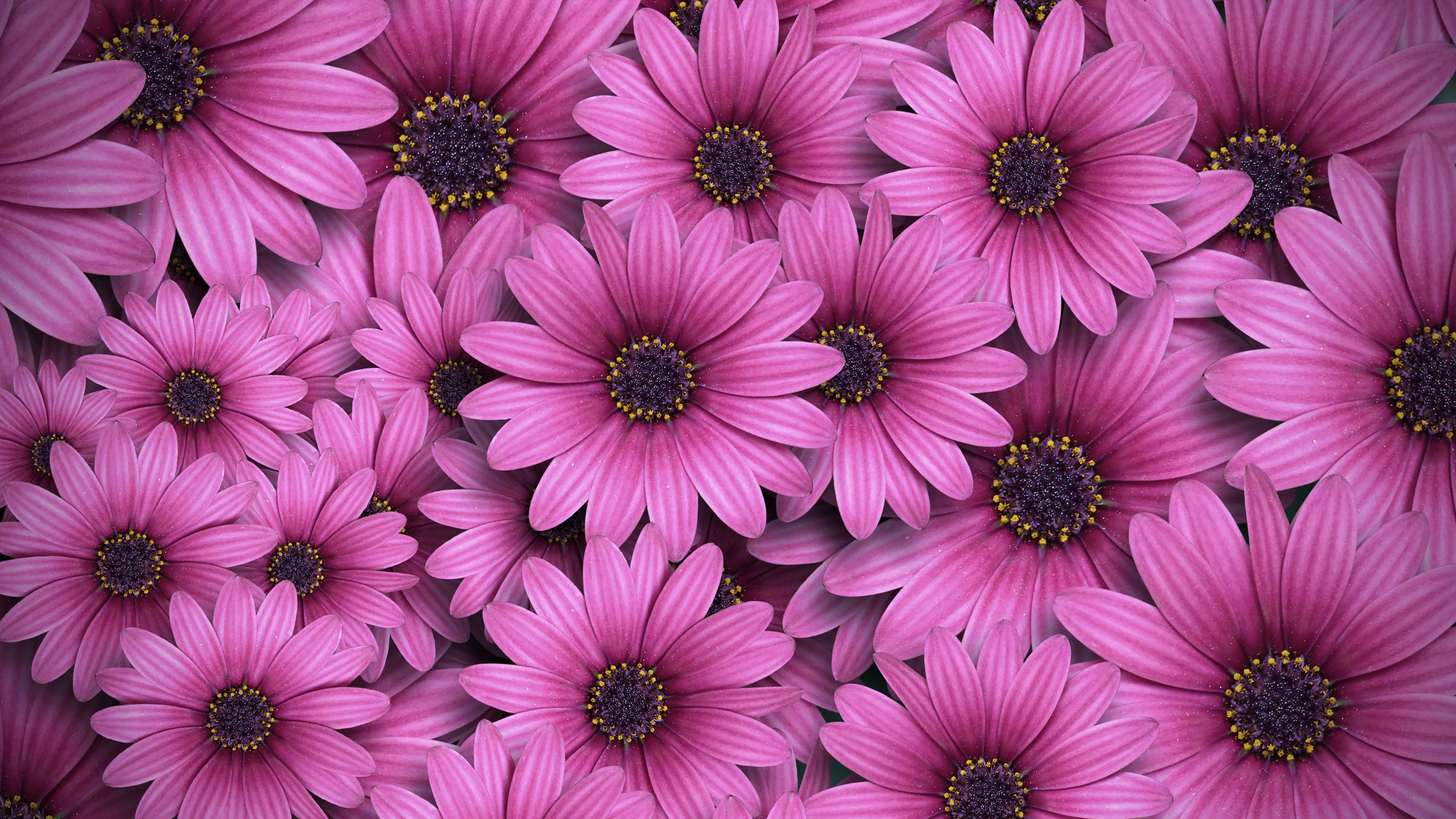 Gerbera flowers, Daisy flowers, Pink daisies, Aesthetic, Spring, 4k Free deskk wallpaper, Ultra HD