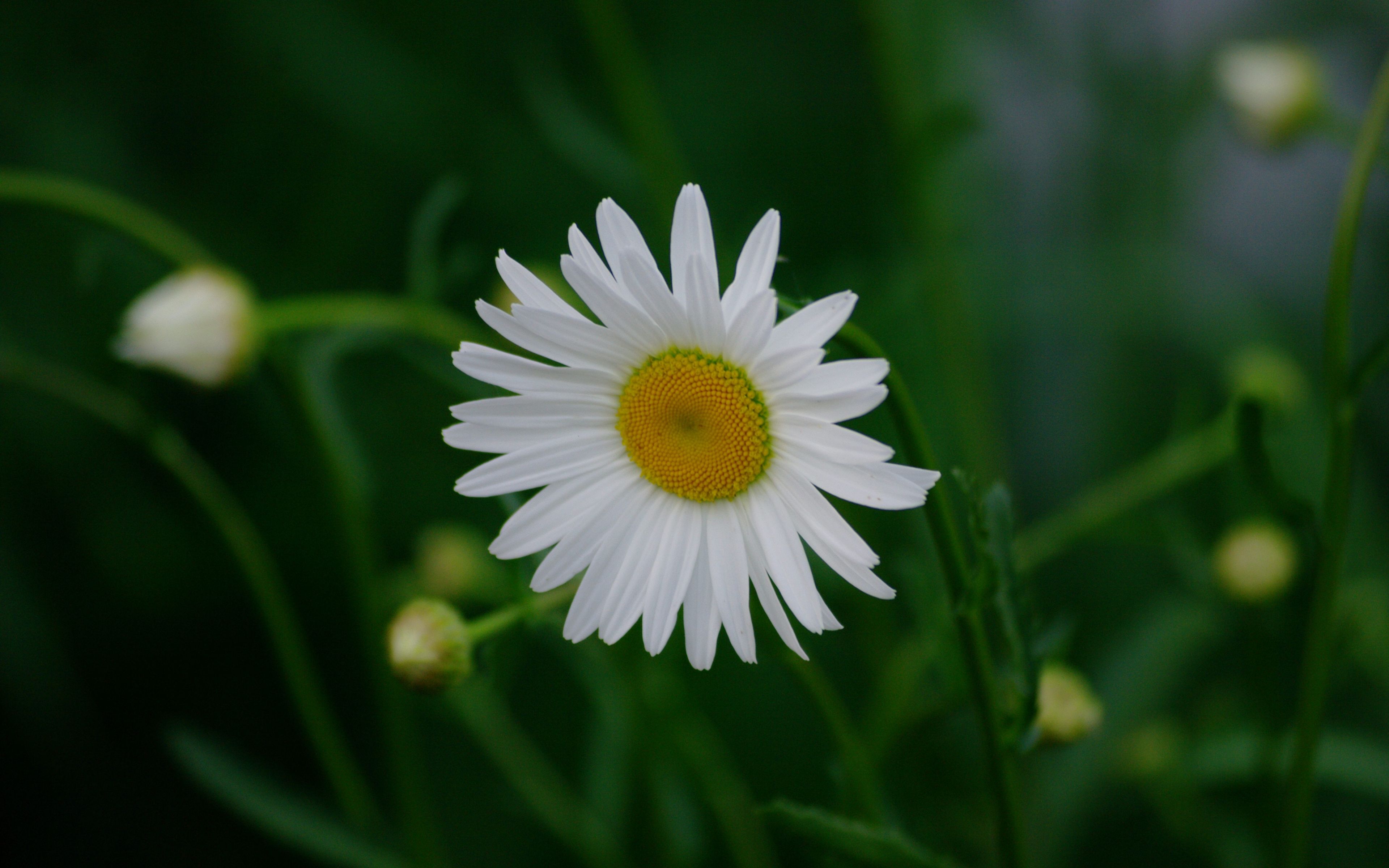 Download 3840x2400 wallpaper white daisy, flower, blur, 4k, ultra HD 16: widescreen, 3840x2400 HD image, background, 775