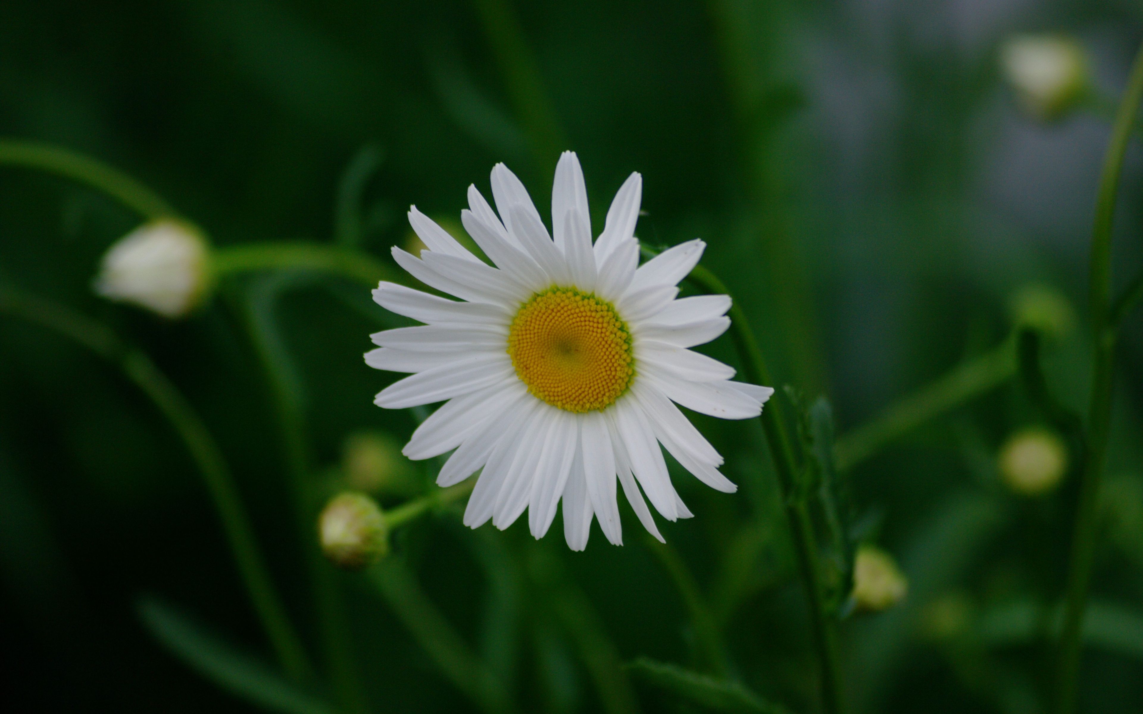 4k Flower Daisy Wallpapers - Wallpaper Cave