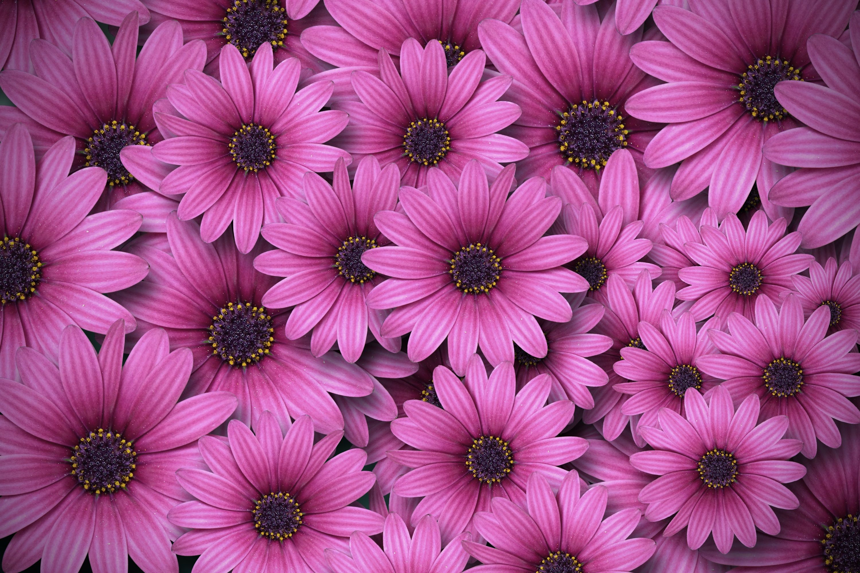 Gerbera flowers 4K Wallpaper, Daisy flowers, Pink daisies, Aesthetic, Spring, Flowers