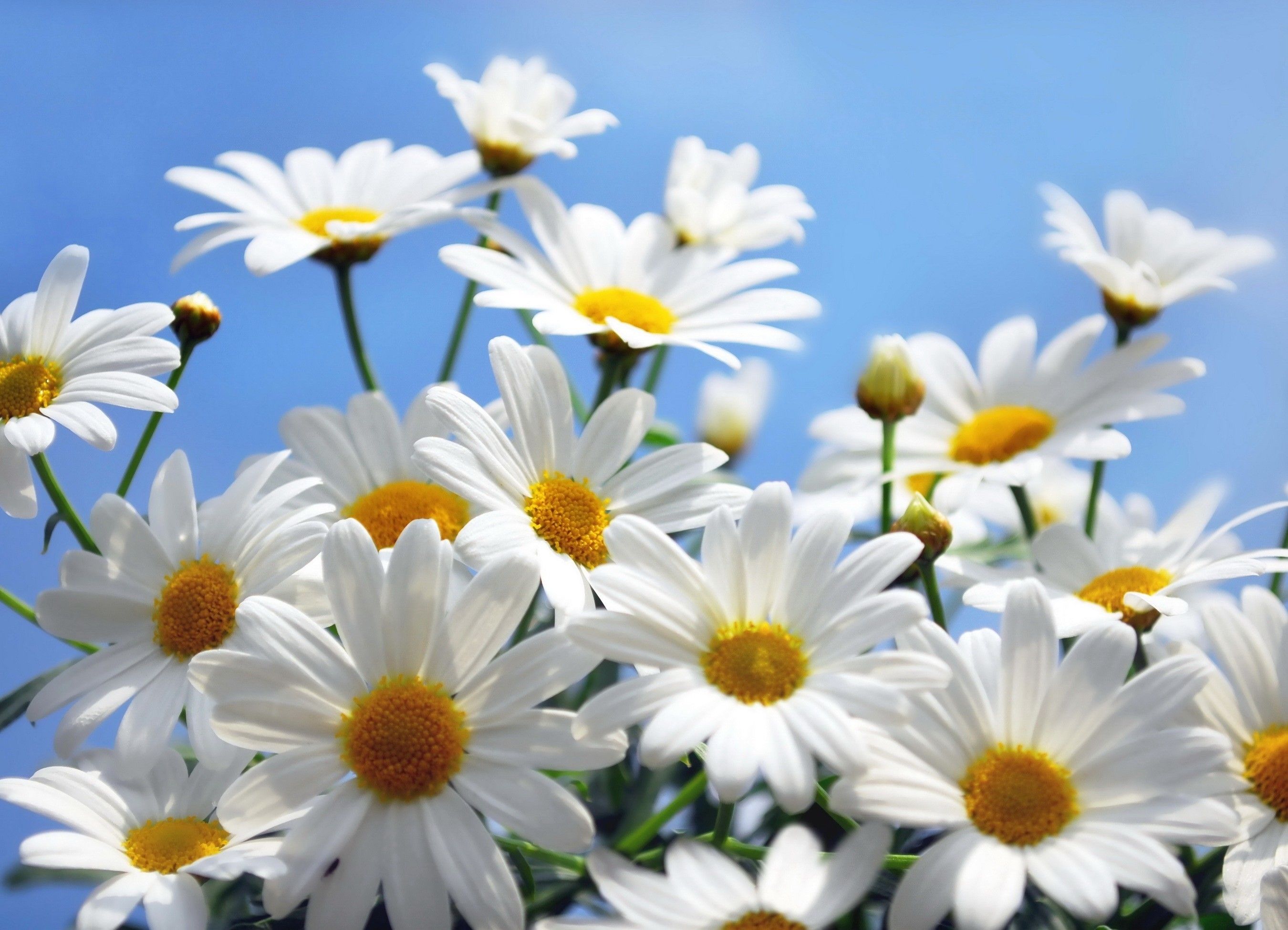 Daisy flower, iPhone, Desktop HD Background / Wallpaper (1080p, 4k) (2700x1950) (2021)