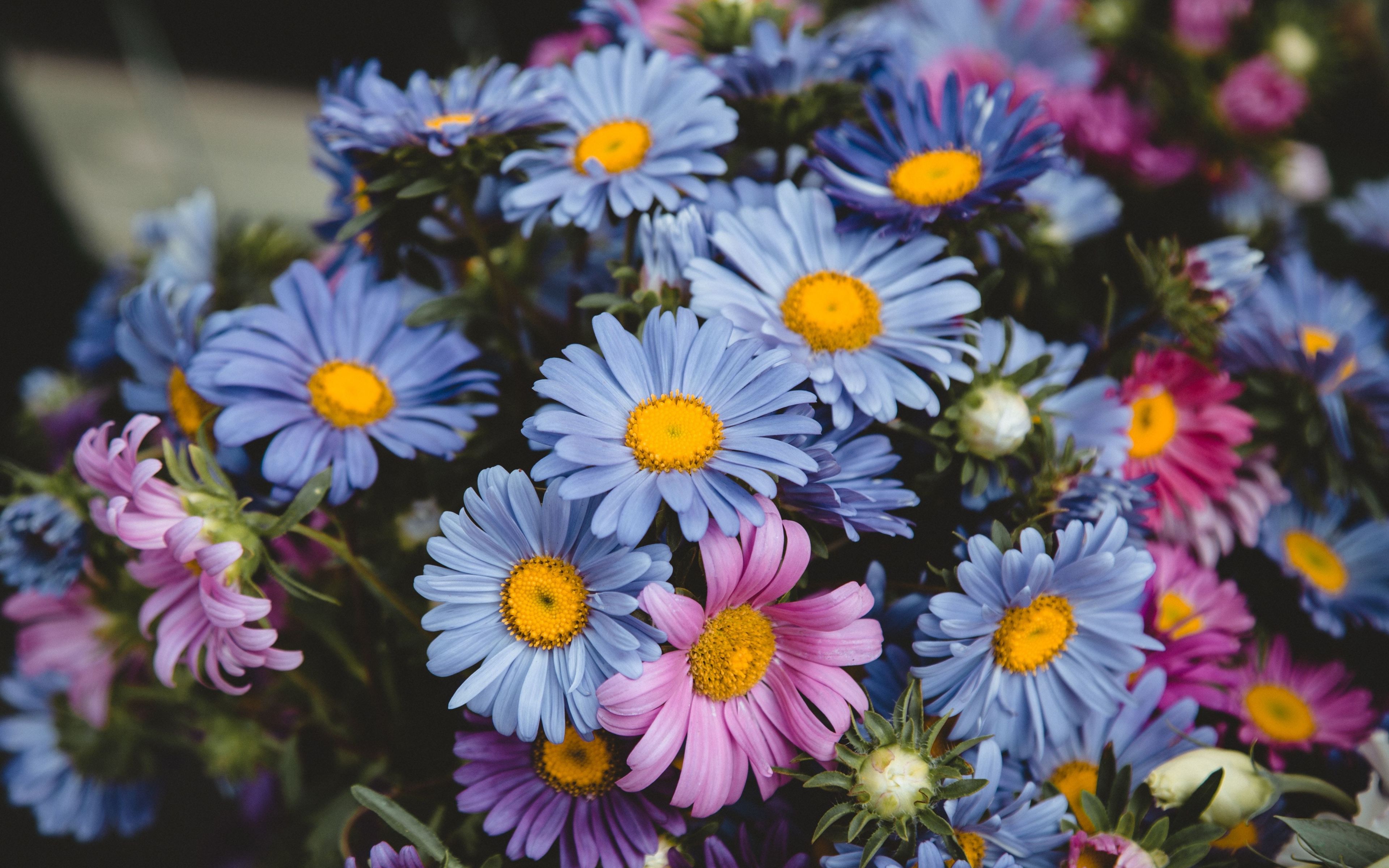 Desktop Wallpaper Flowers, Daisy, Colorful, Bouquet, 4k, HD Image, Picture, Background, C61e07