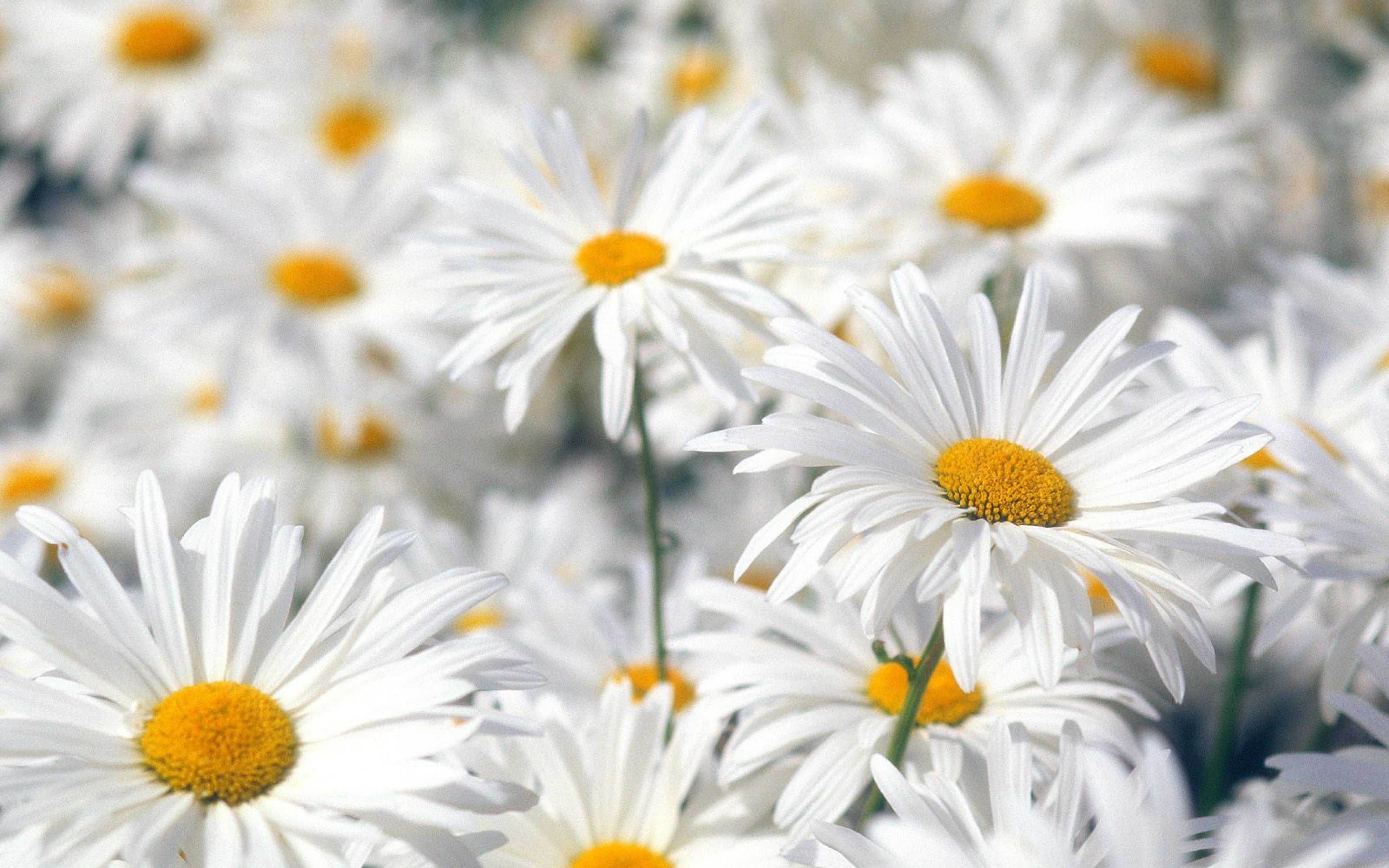 Download Wallpaper 3840x2400 Daisies, Flowers, Field, Plant Ultra HD 4K HD Background. Spring flowers wallpaper, Daisy wallpaper, Spring flowers background