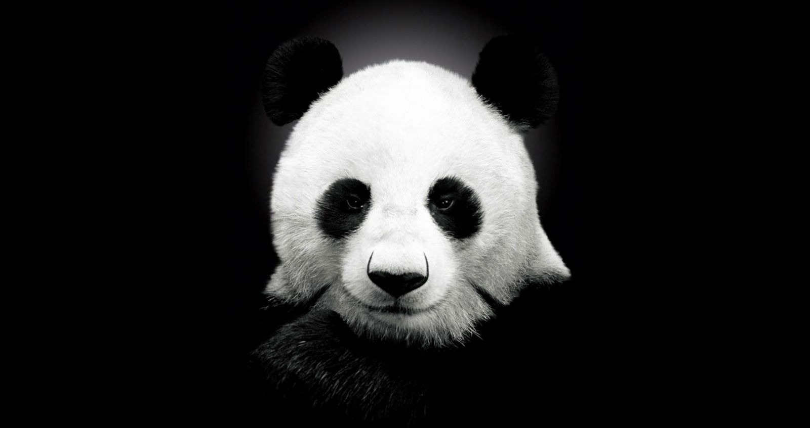 Finding Your Spirit Animal at Spillwords.com. Panda background, Cute panda wallpaper, Panda wallpaper