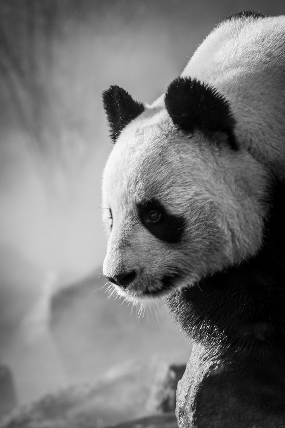 grayscale photo of panda on tree branch photo