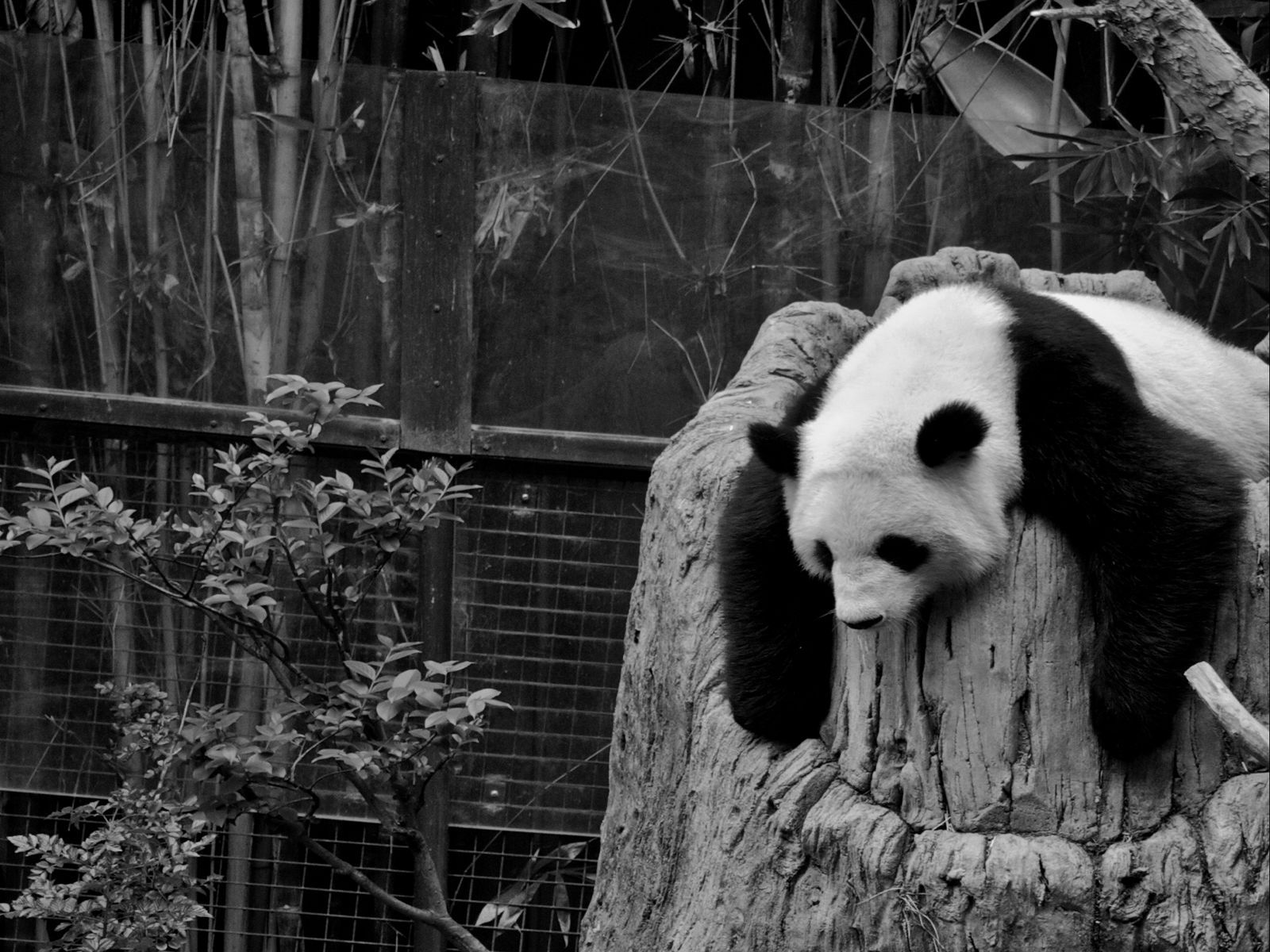 Download wallpaper 1600x1200 panda, sleep, nature reserve, hollow, black white standard 4:3 HD background