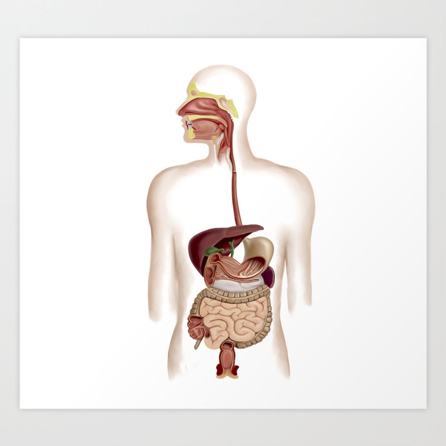Органы желудочно-кишечного тракта человека