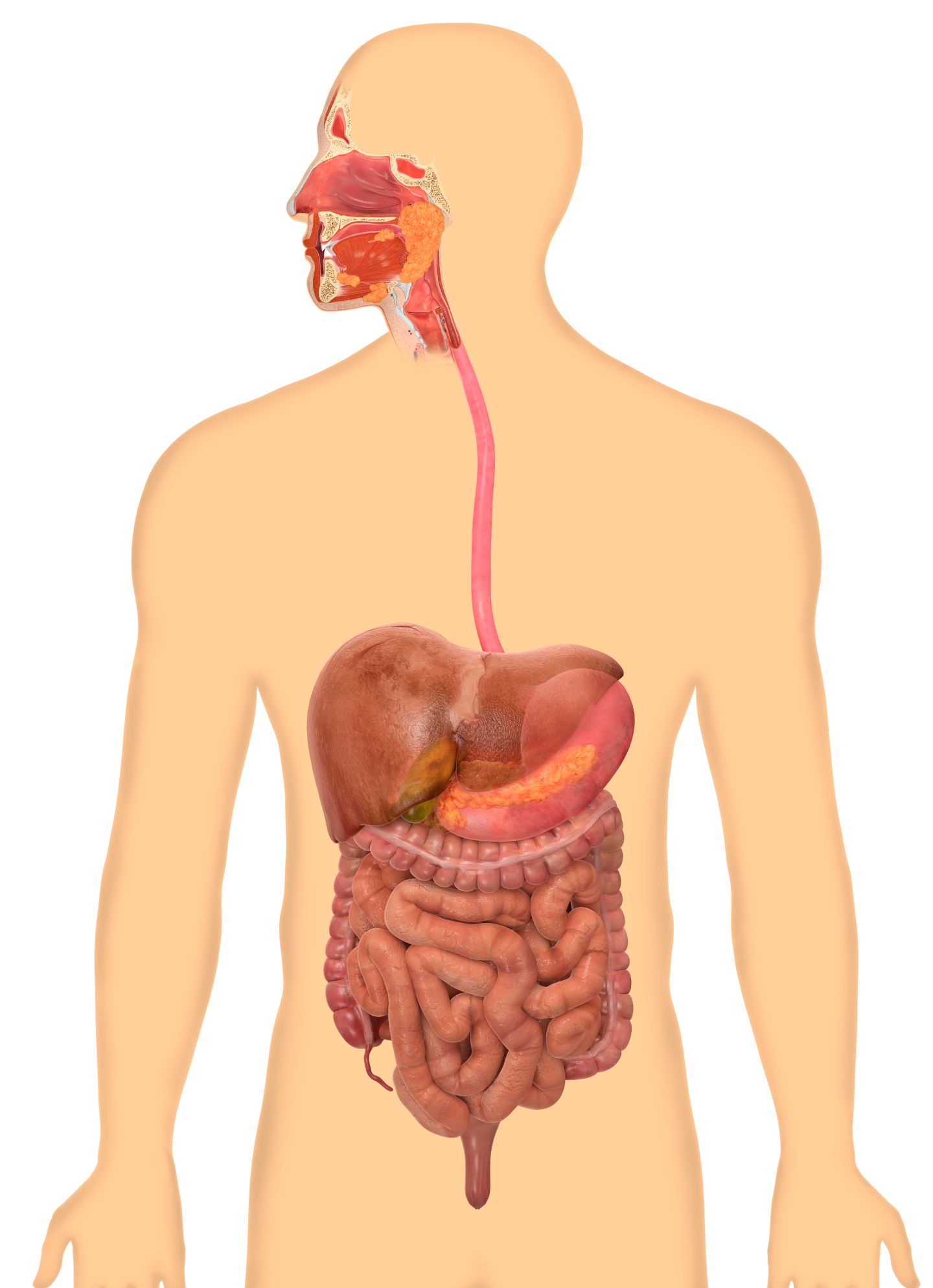 The meaning and symbolism of the word - «Digestion»