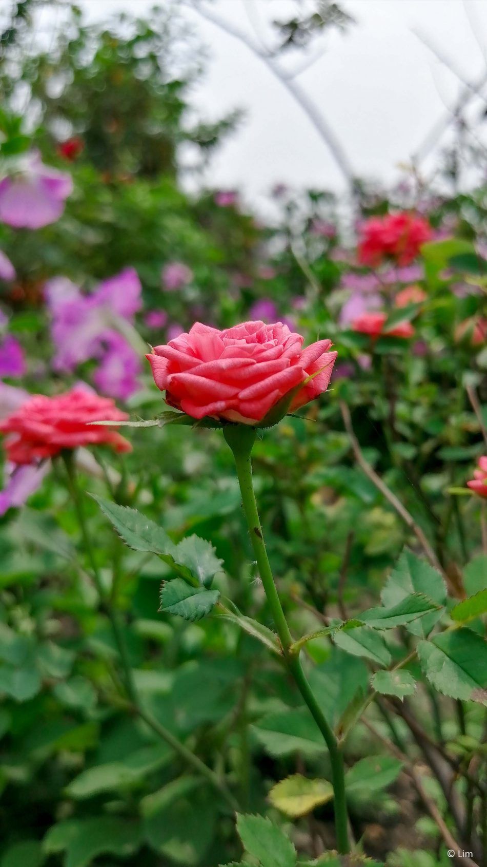 Rose Flower Garden 4K Ultra HD Mobile Wallpaper