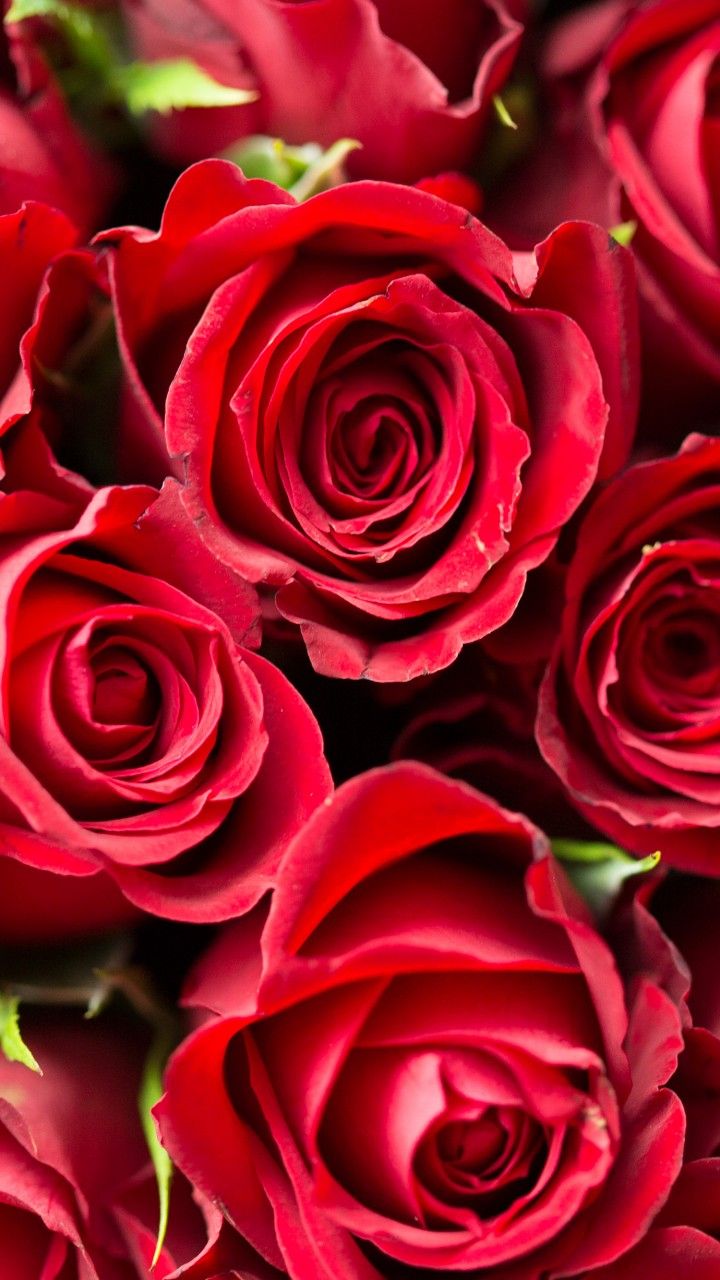 Wallpaper rose, flower, red, 4k, Nature