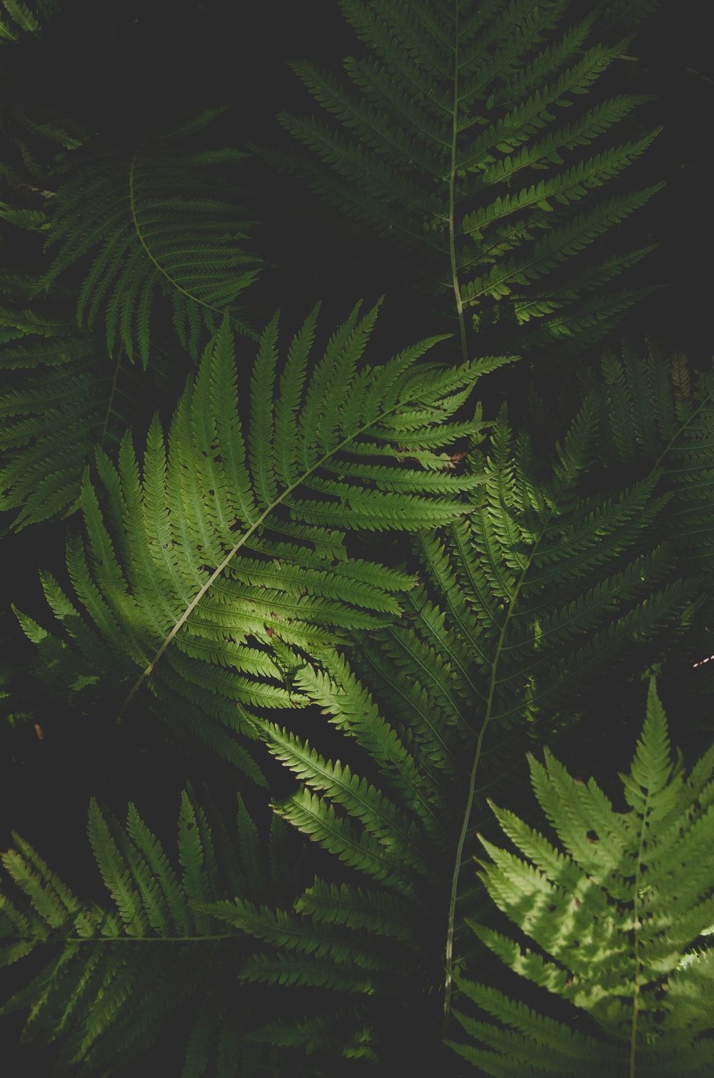 Moody Green Picture. Download Free Image