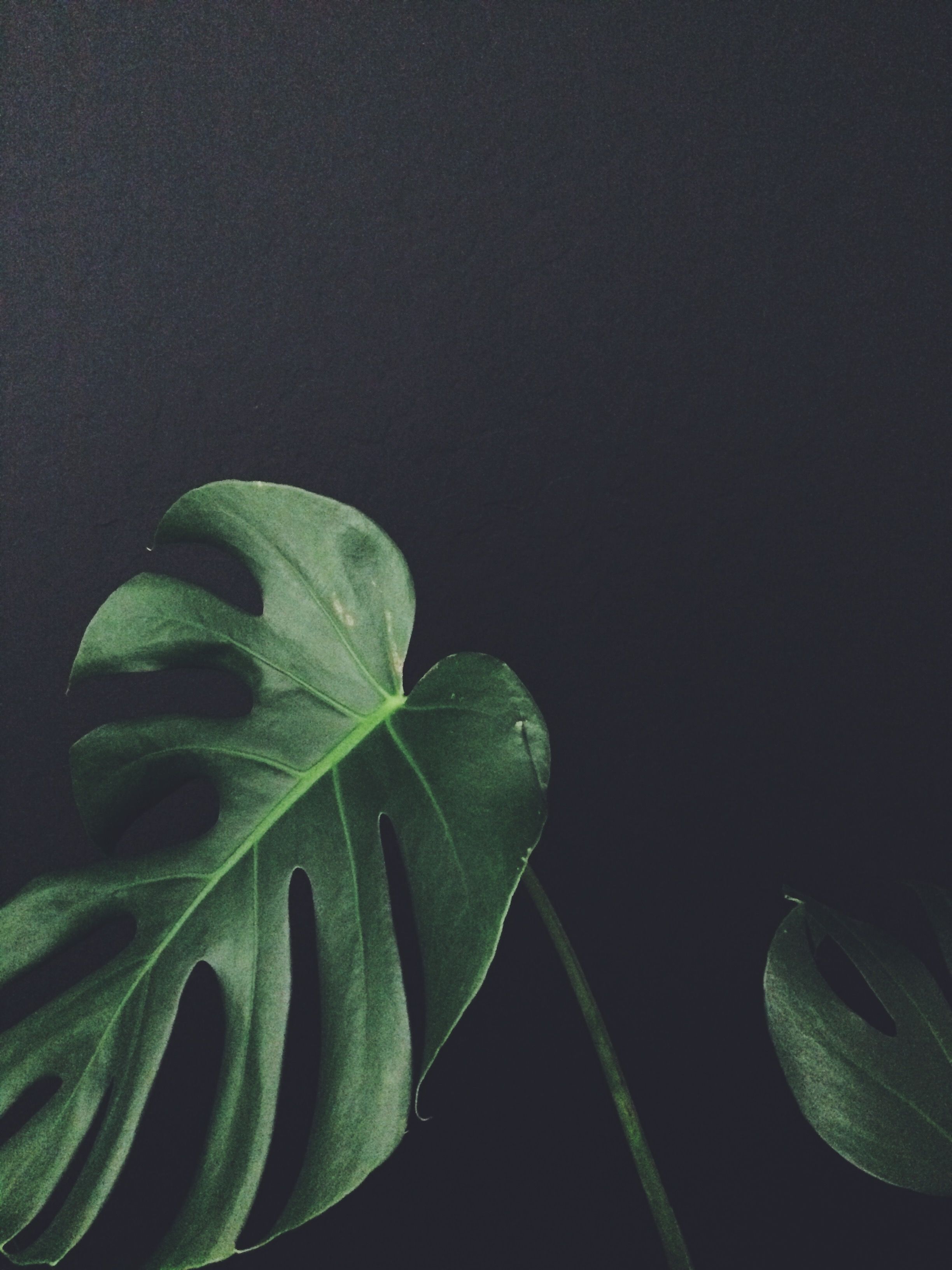 moody monstera. Plants, Green plants, Planting flowers